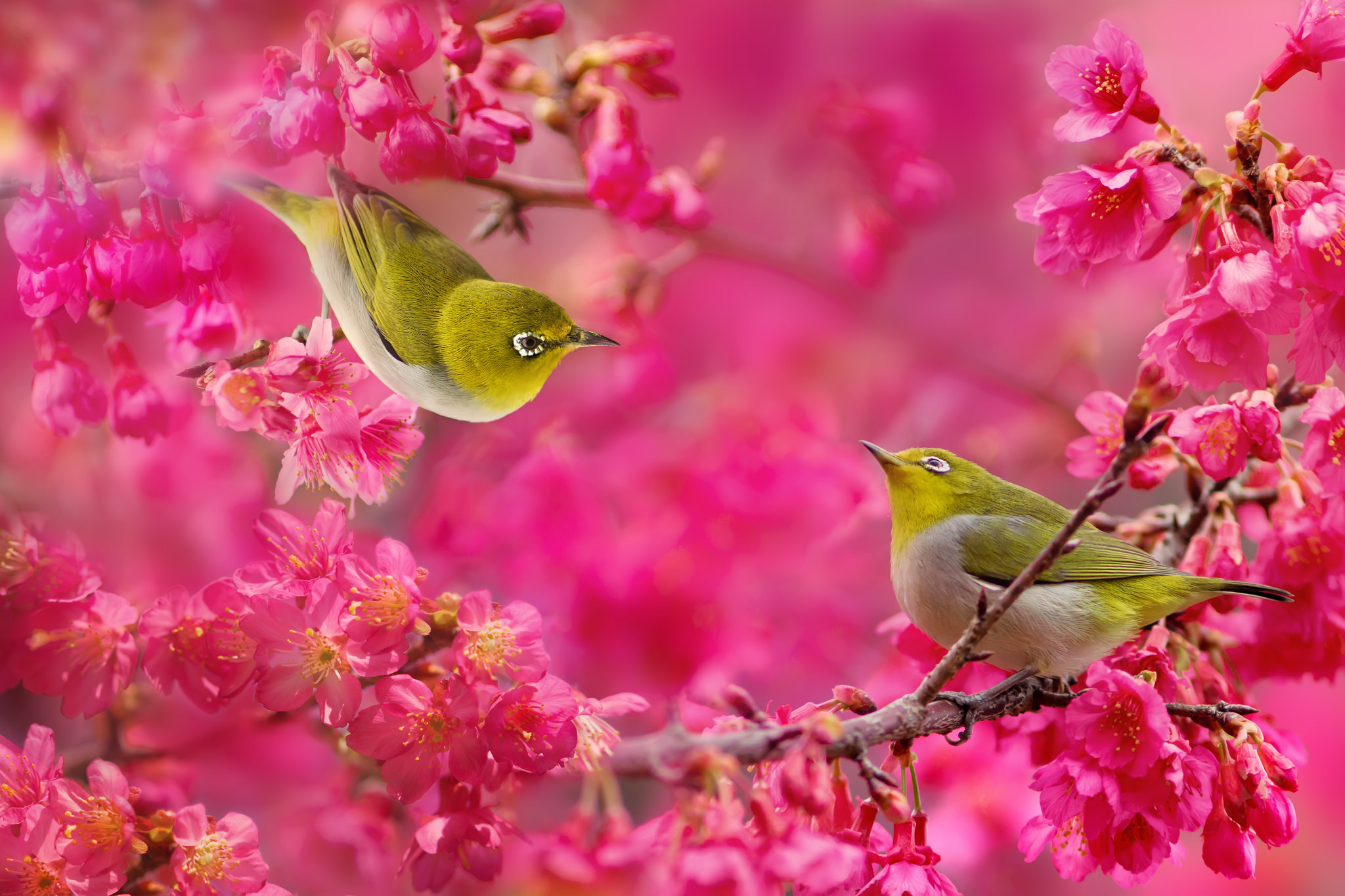 Japanese White-Eyes on Sakura Branches