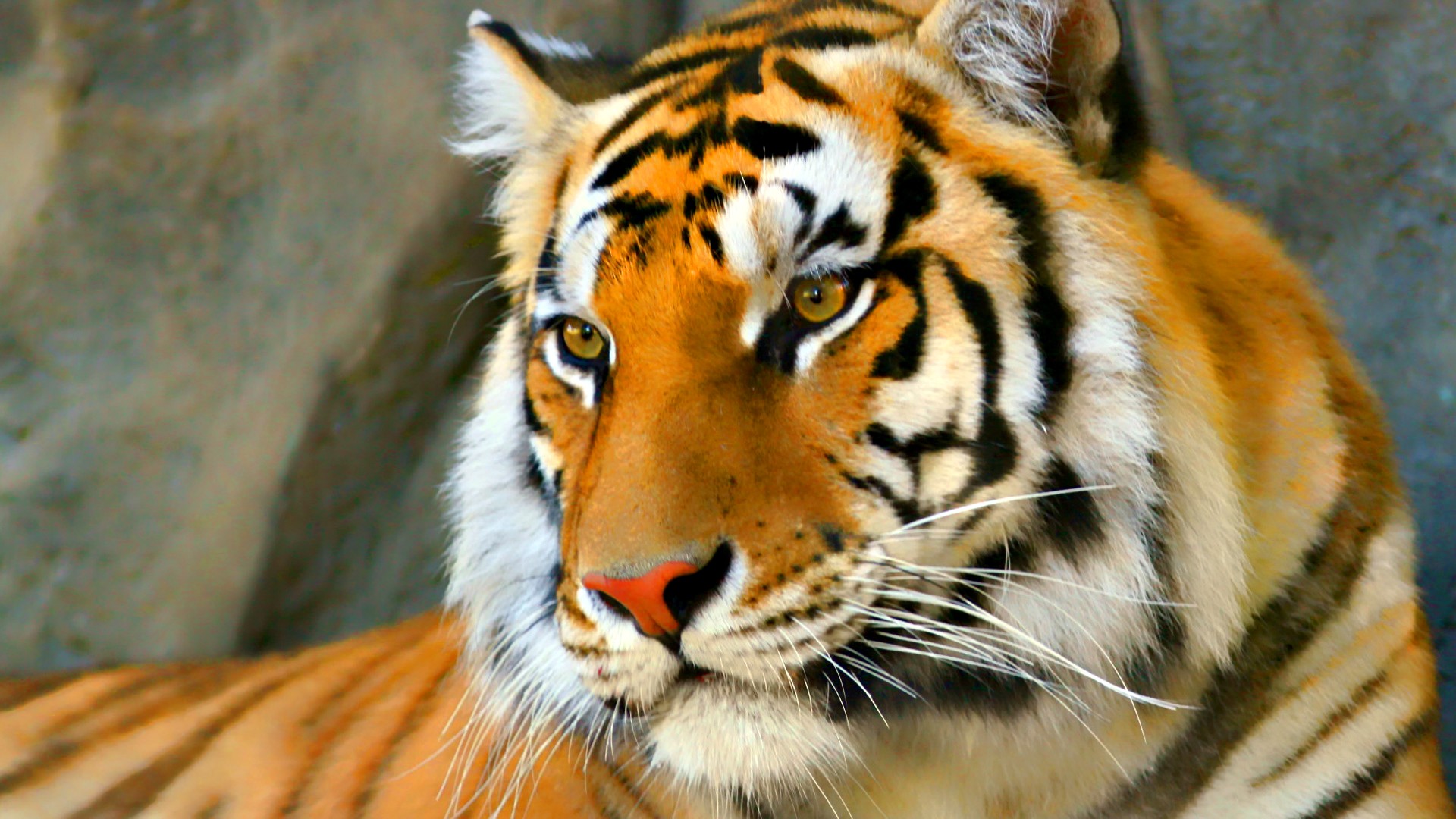 Majestic Bengal Tiger Close-Up: Nature's Wild Beauty, image size:1920x1080