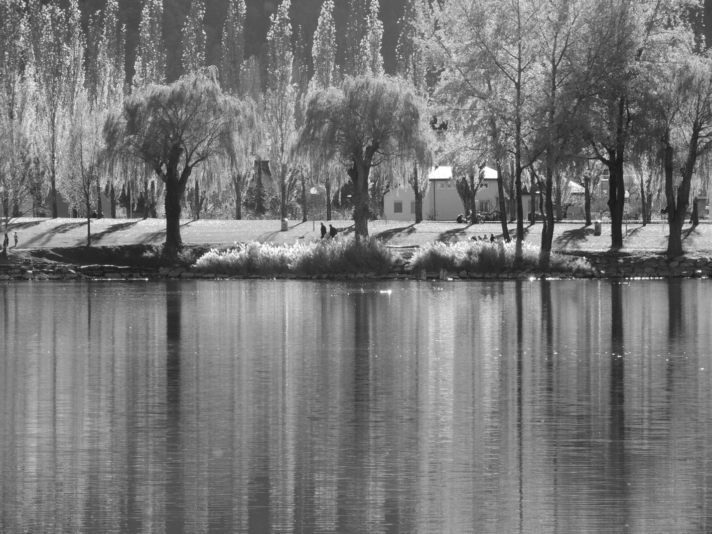 Black & white photography of a calm lake reflecting trees and houses along the shoreline under soft natural light.