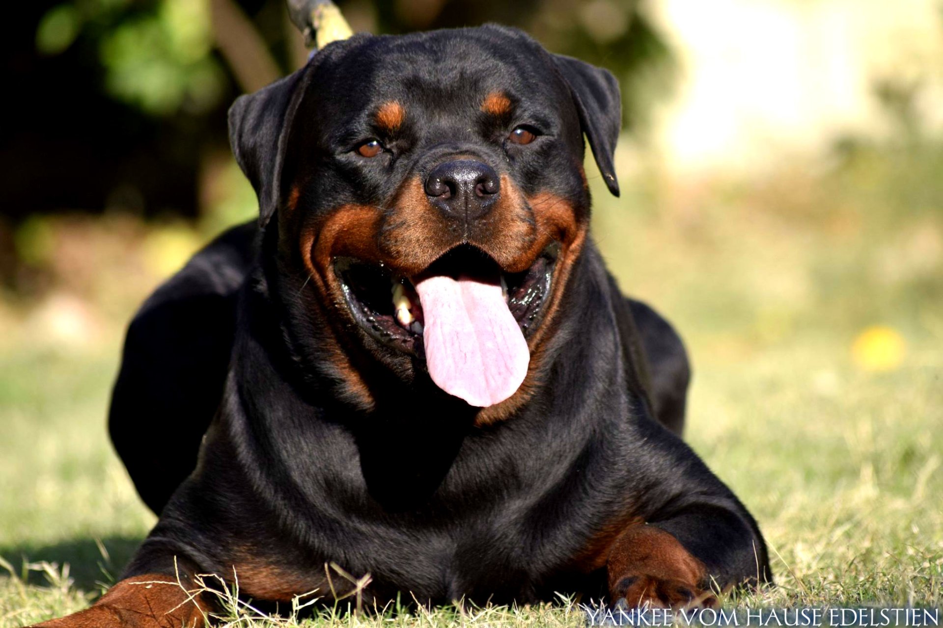  rottweiler