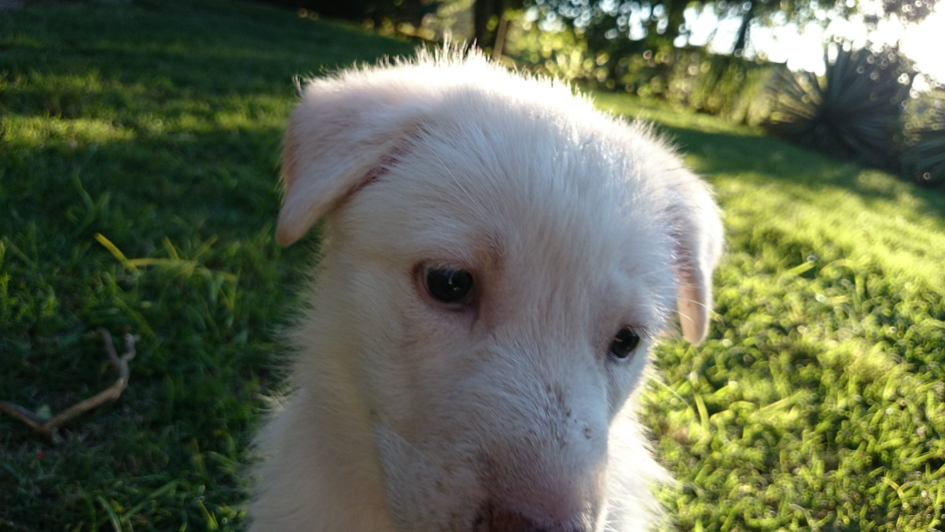 A close-up of a white shepherd puppy outdoors on grass with sunlight filtering through trees in the background.