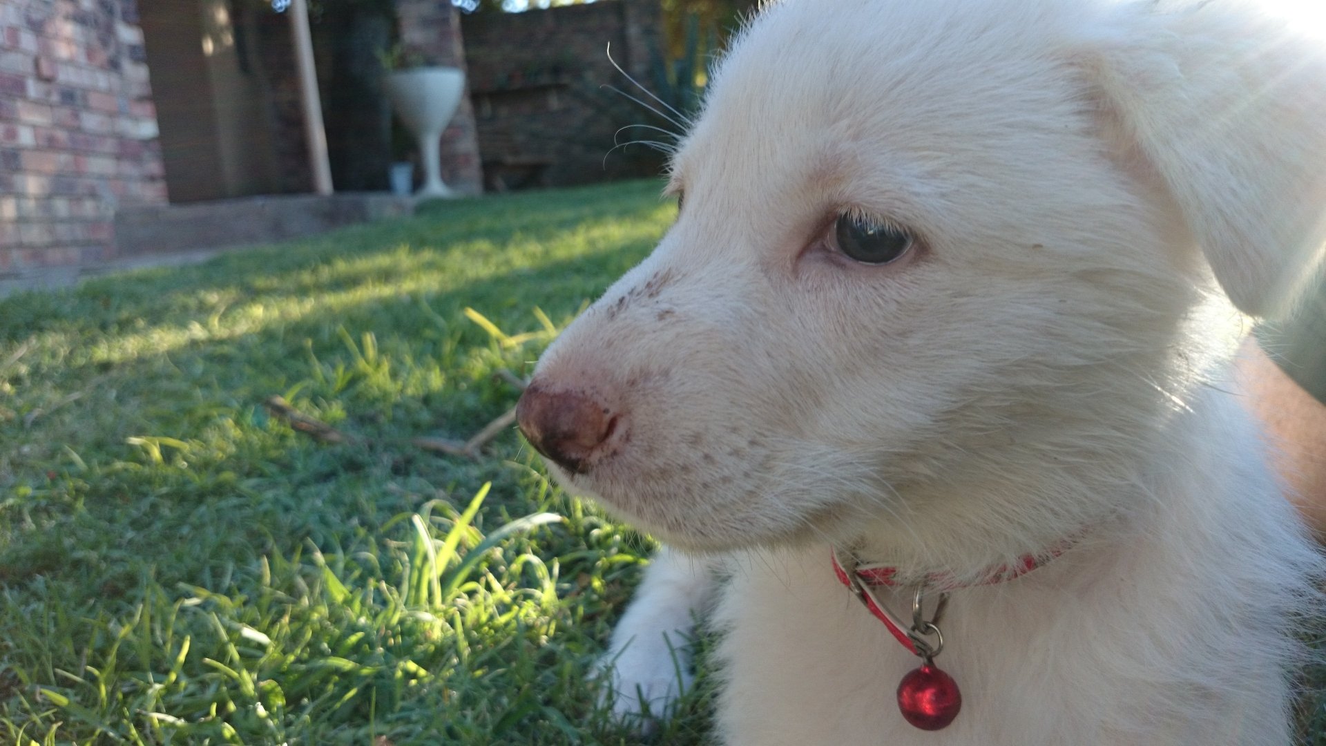  White swiss shepherds