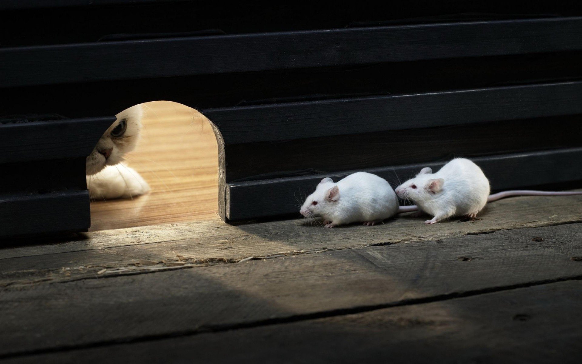 mice Animal mouse Image