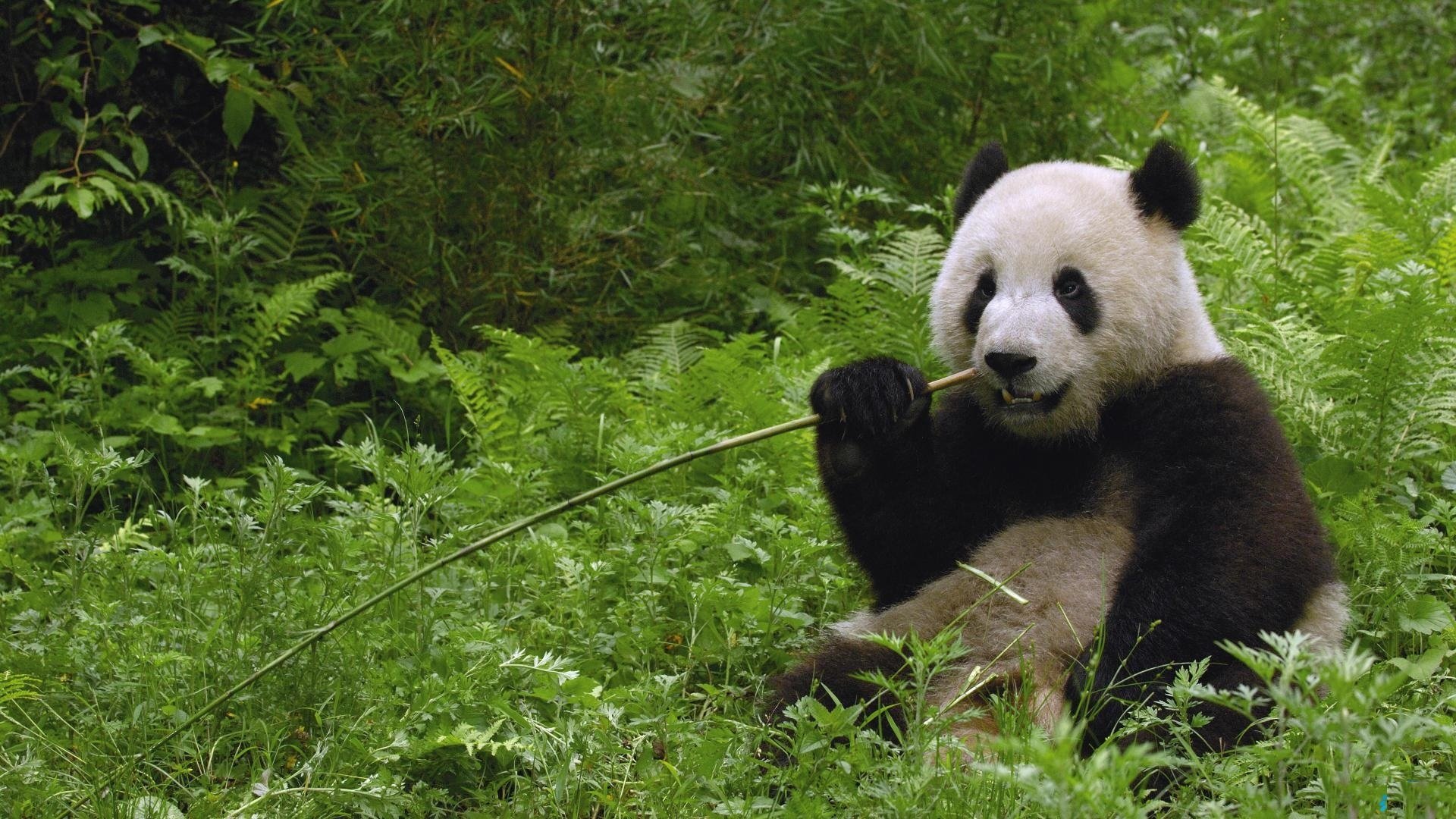 Download Animal Panda Image