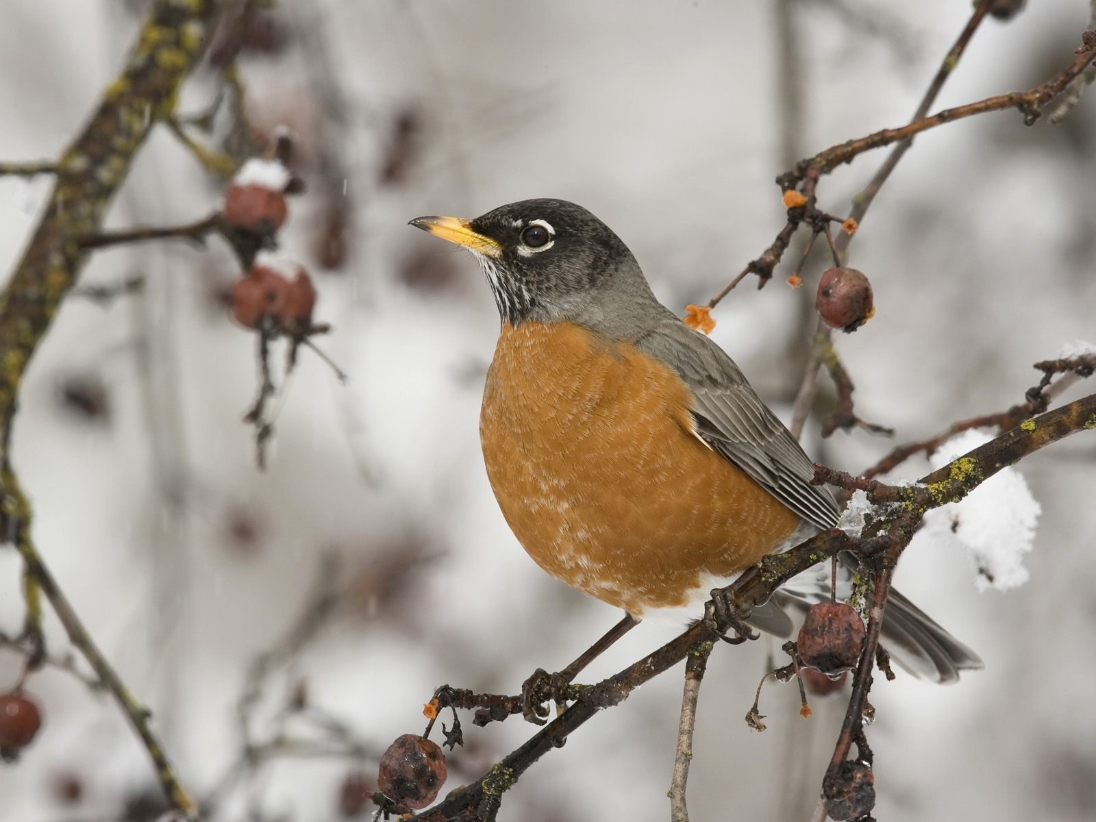 Animal american robin Image