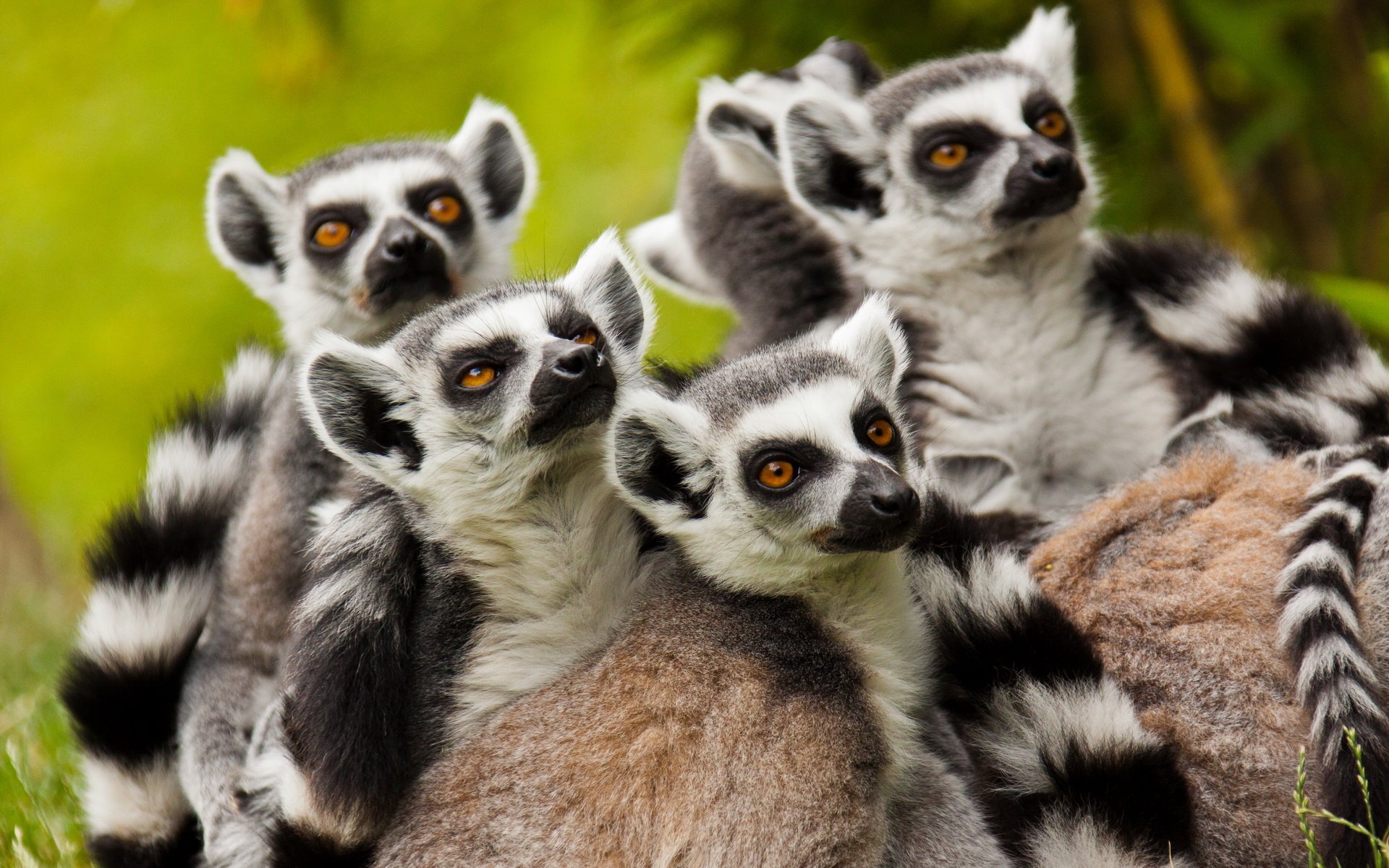 Download Animal Lemur Image