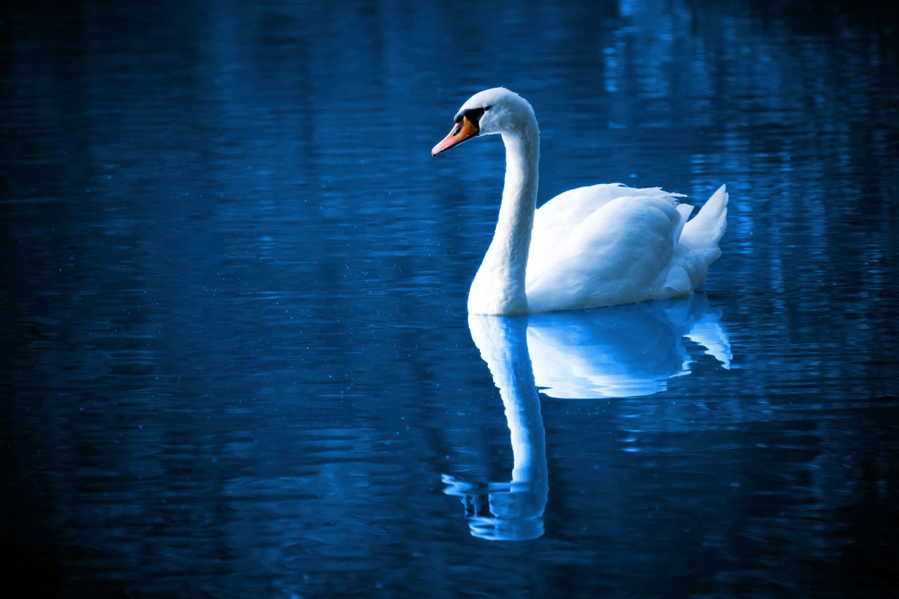 Animal mute swan Image