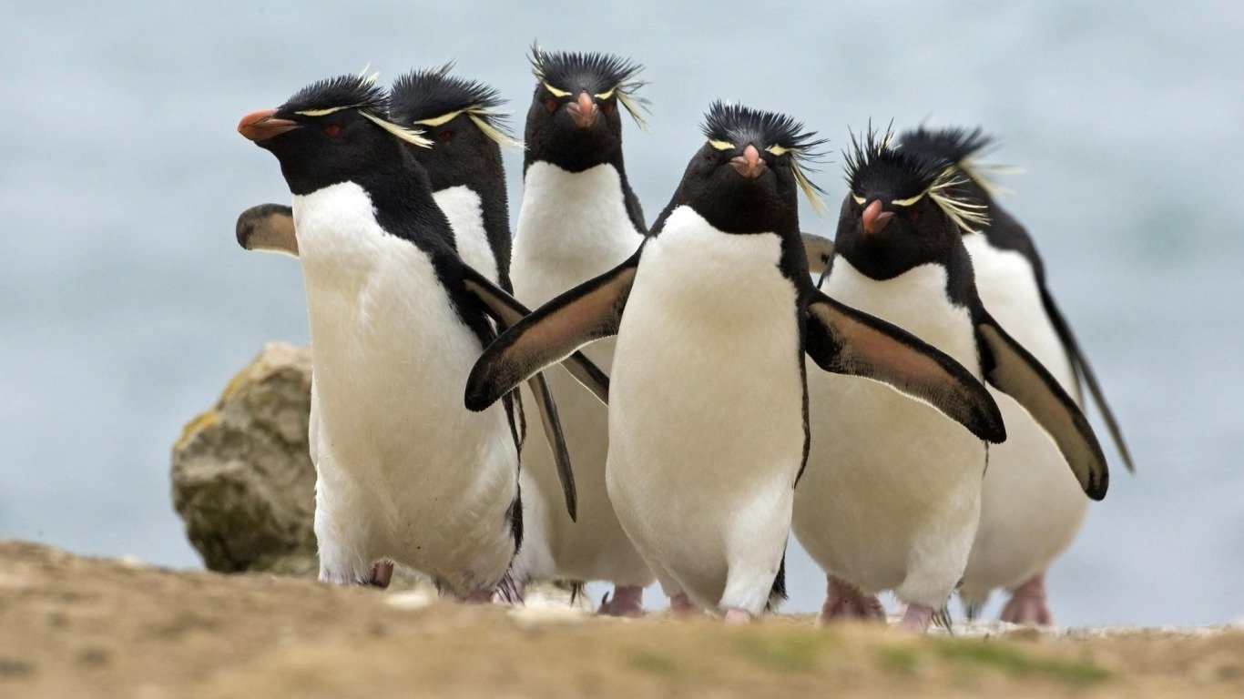  Rockhopper Penguins