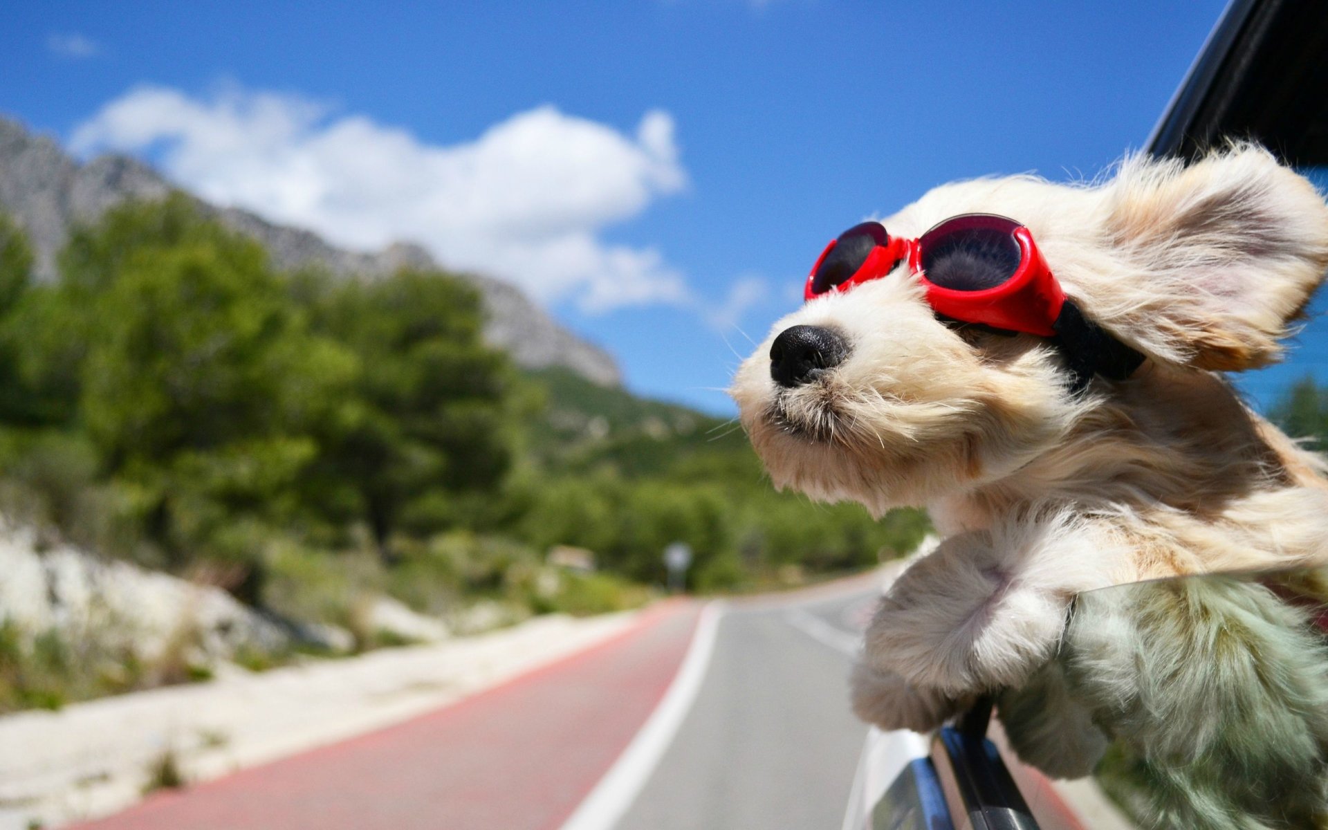 Download Animal Dog Puppy Sunglasses Car Image
