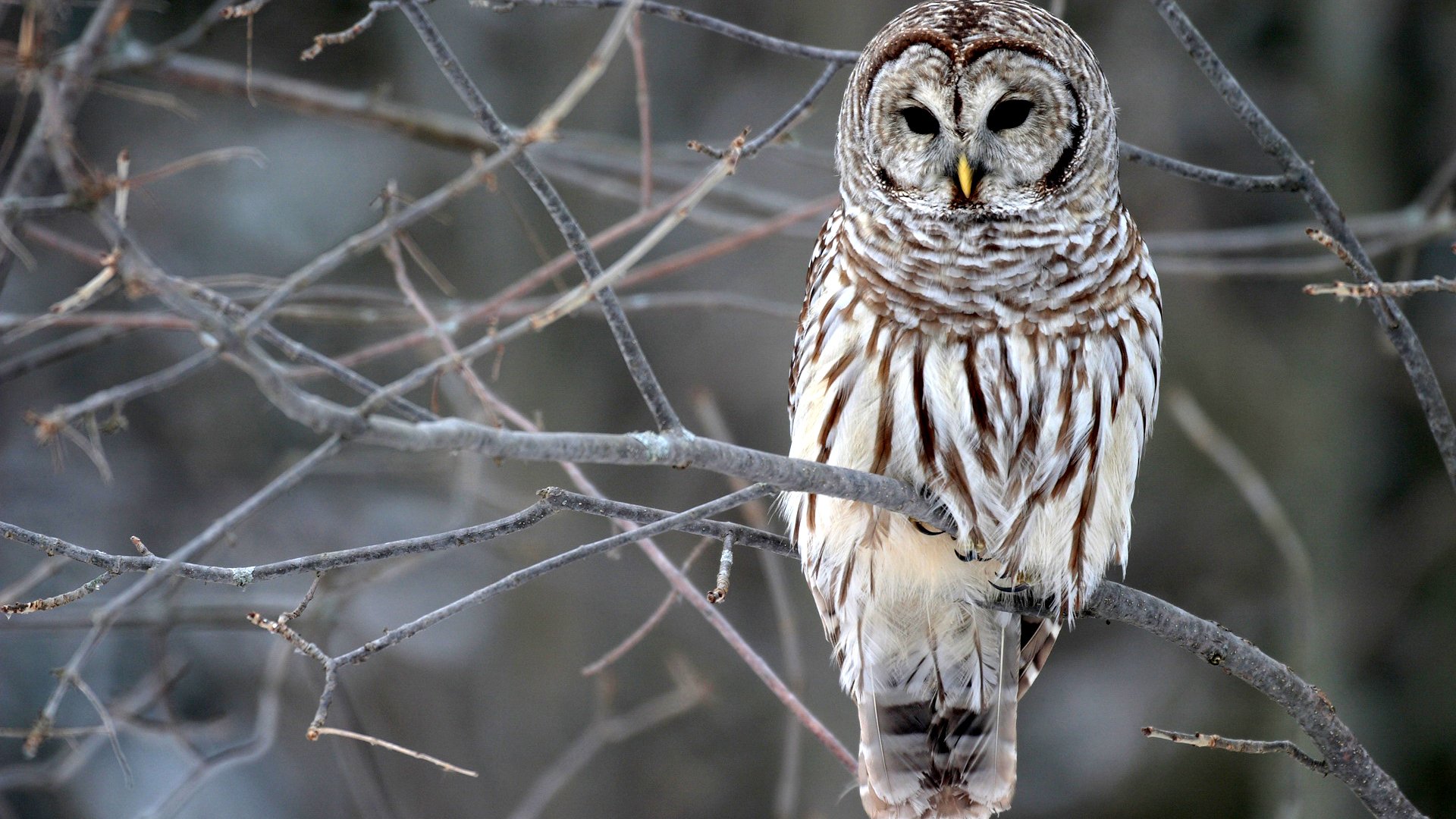 Download Animal Barred Owl Image