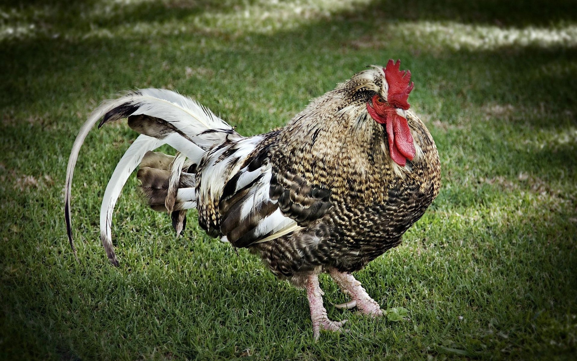 Download Animal Rooster Image