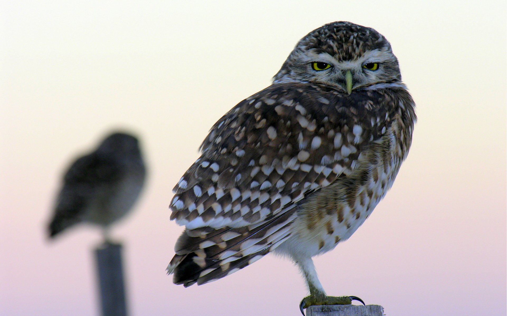 Download Animal Owl Image