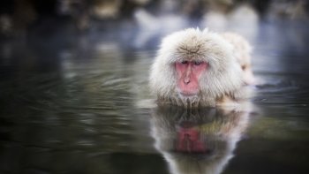 Preview Image 287409