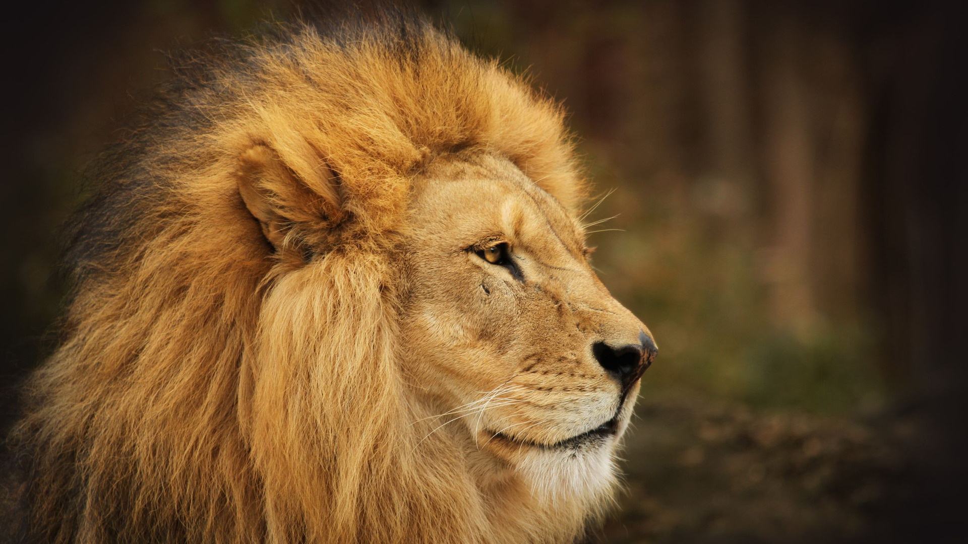 Lion Images.