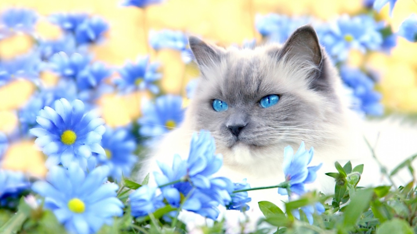 Blueeyed cat among blue flowers  image abyss