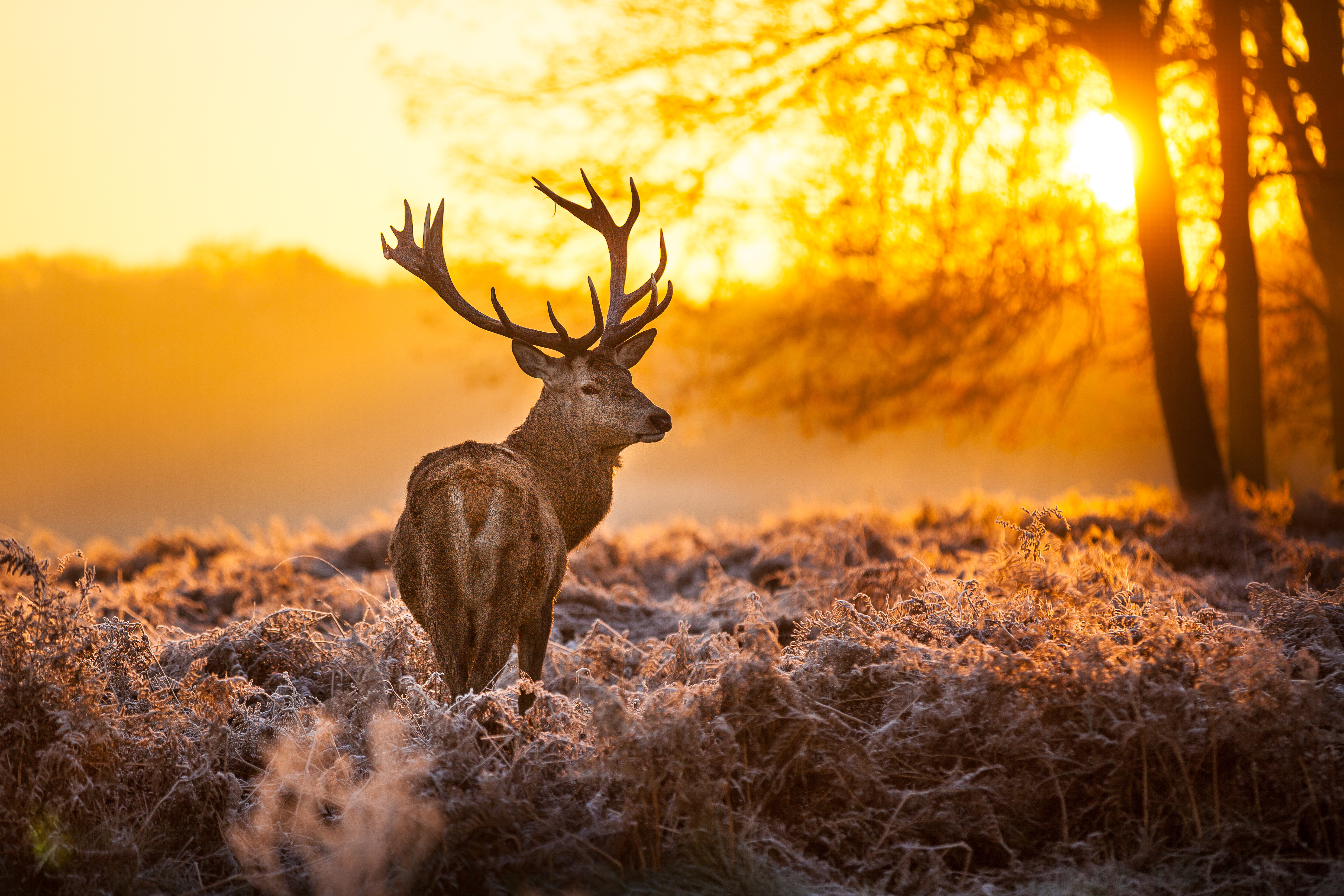 Buck in Forest Sunset