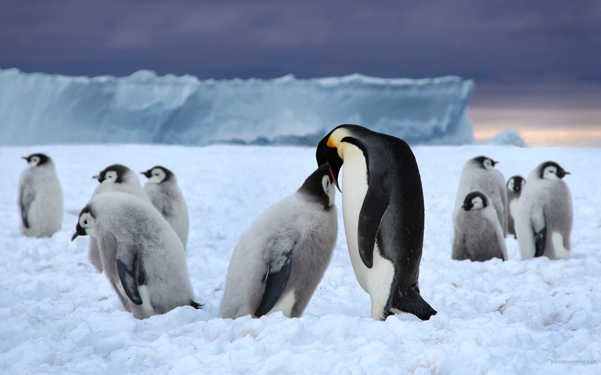 Family of Emperor Penguins