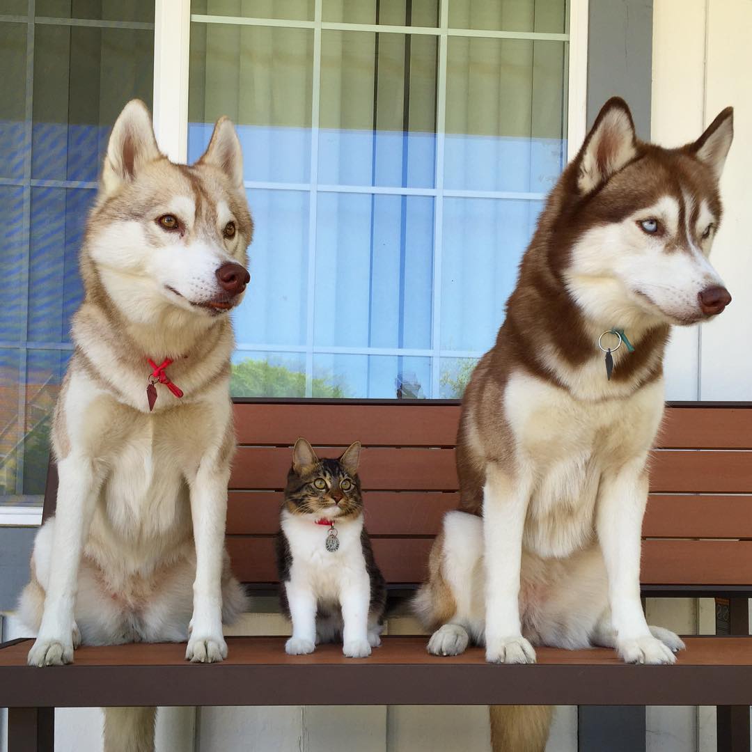 3 собаки видео. Сибирский хаски +кошка. Хаски и Мейн кун. Хаски и кошка. Хаски щенок и взрослый.