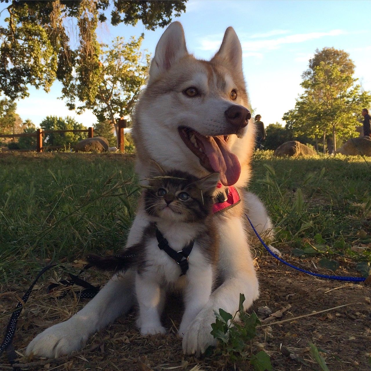 Huskies Adopt a Tiny Kitten Image Abyss