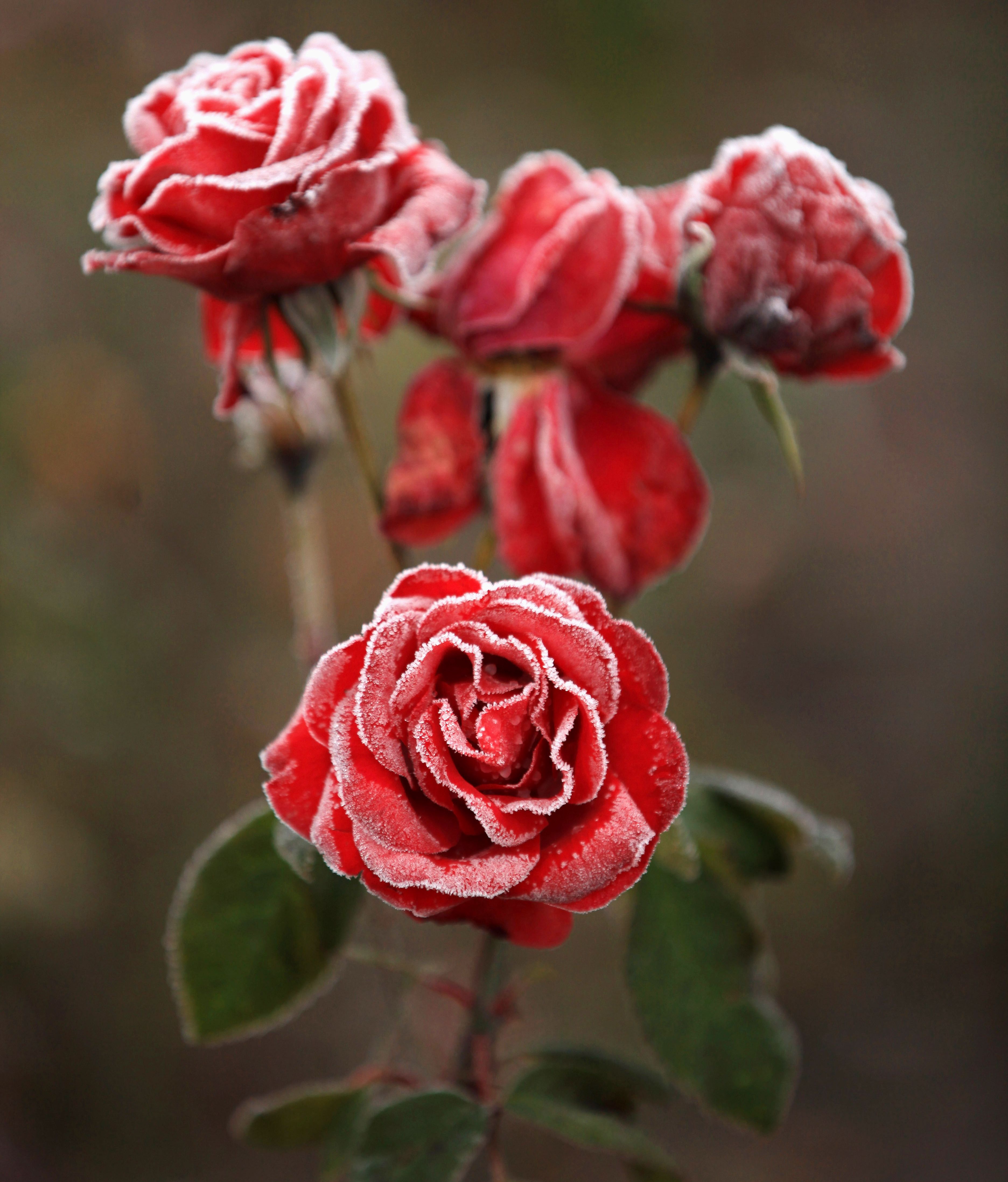 frosted rose Image Abyss