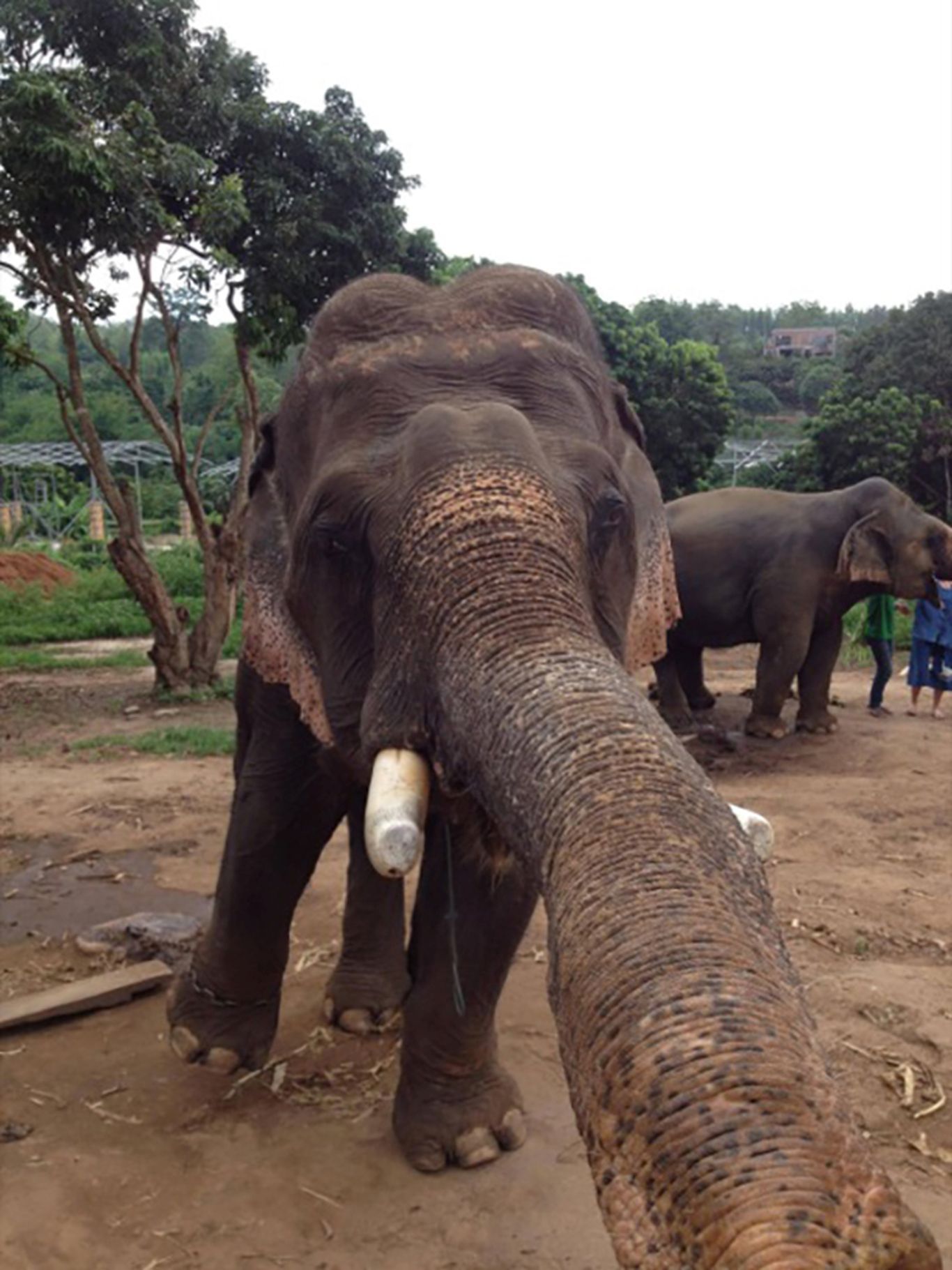 elephant taking selfies - Image Abyss