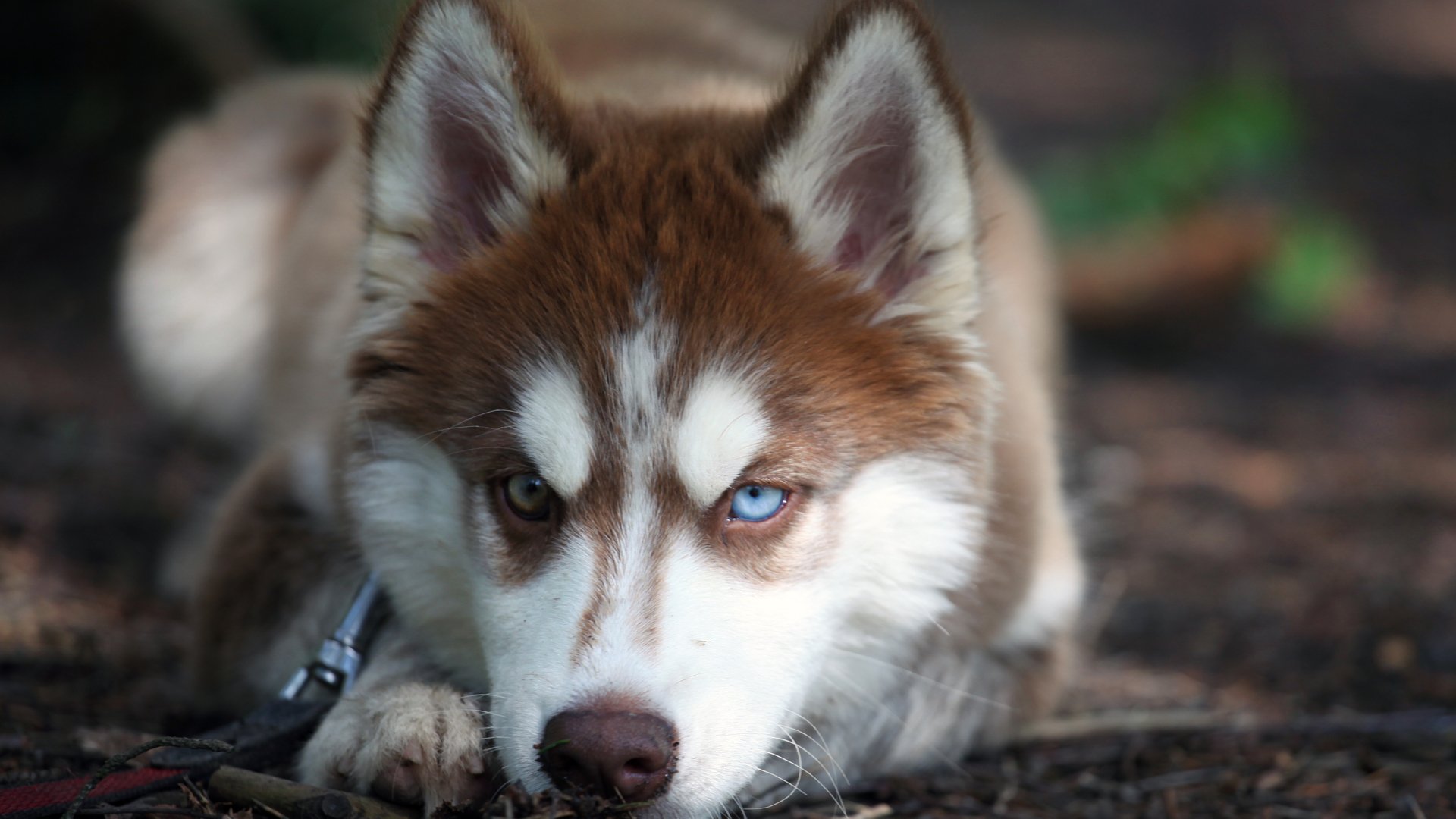 dog Animal siberian husky Image