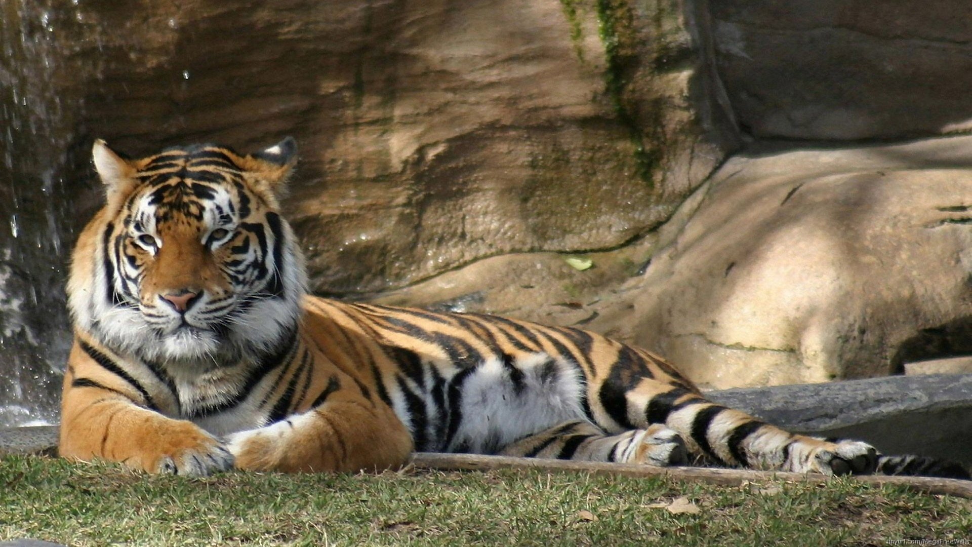 lying down Animal tiger Image