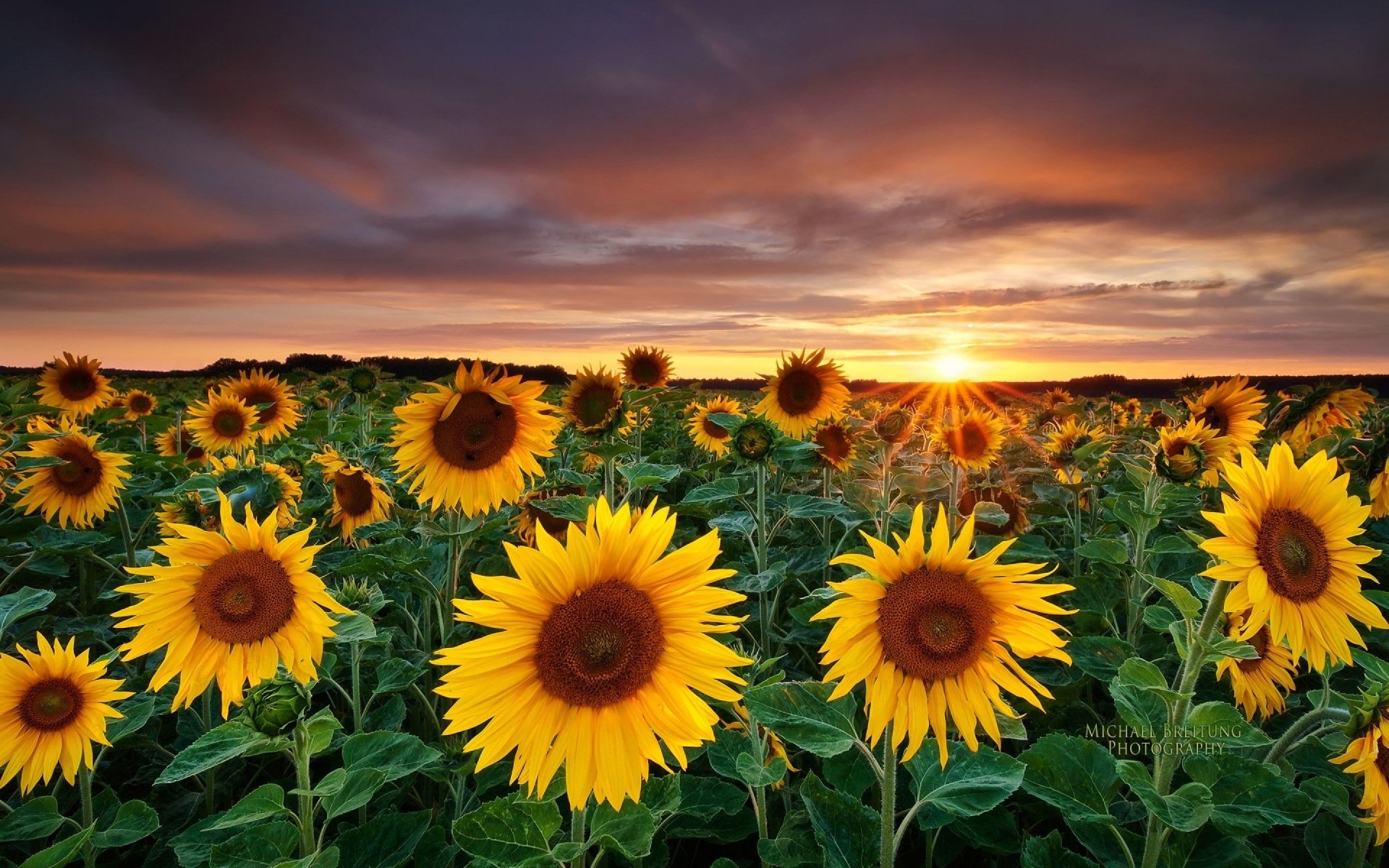 A vibrant field of sunflowers stretches under a dramatic sunset sky, showcasing the beauty of nature with warm golden hues and lush green leaves.