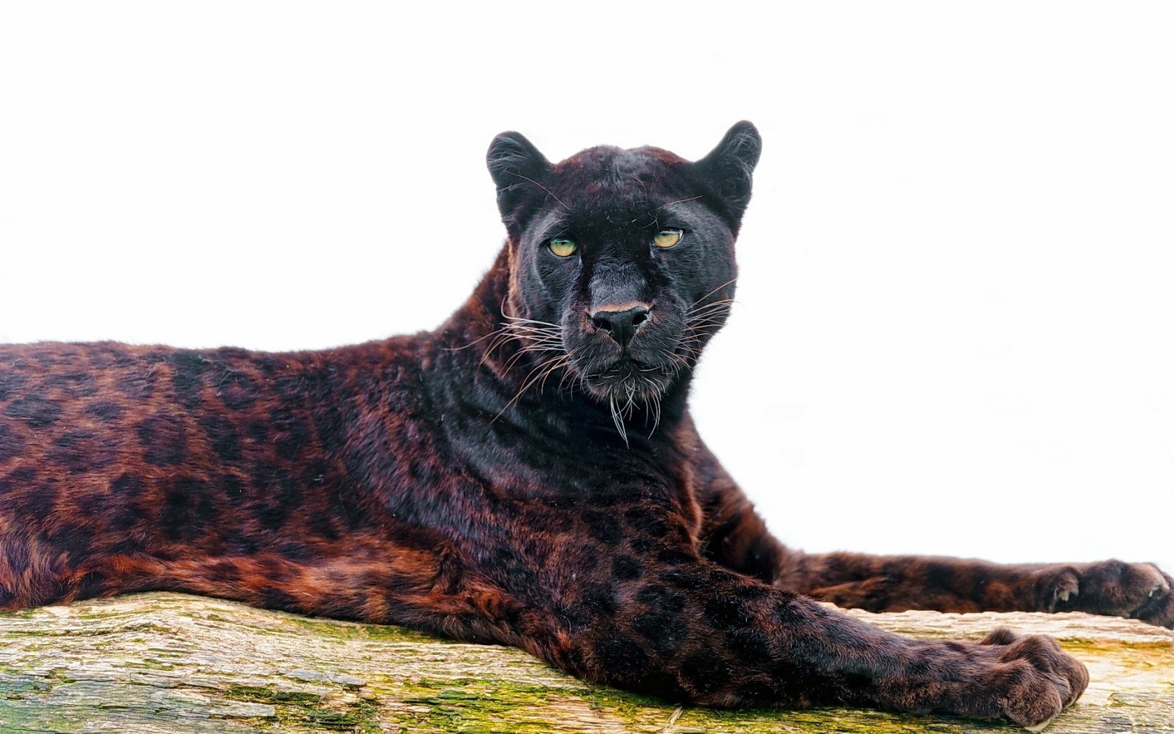 A majestic black panther with dark, spotted fur lies stretched out on a large tree branch against a white background.