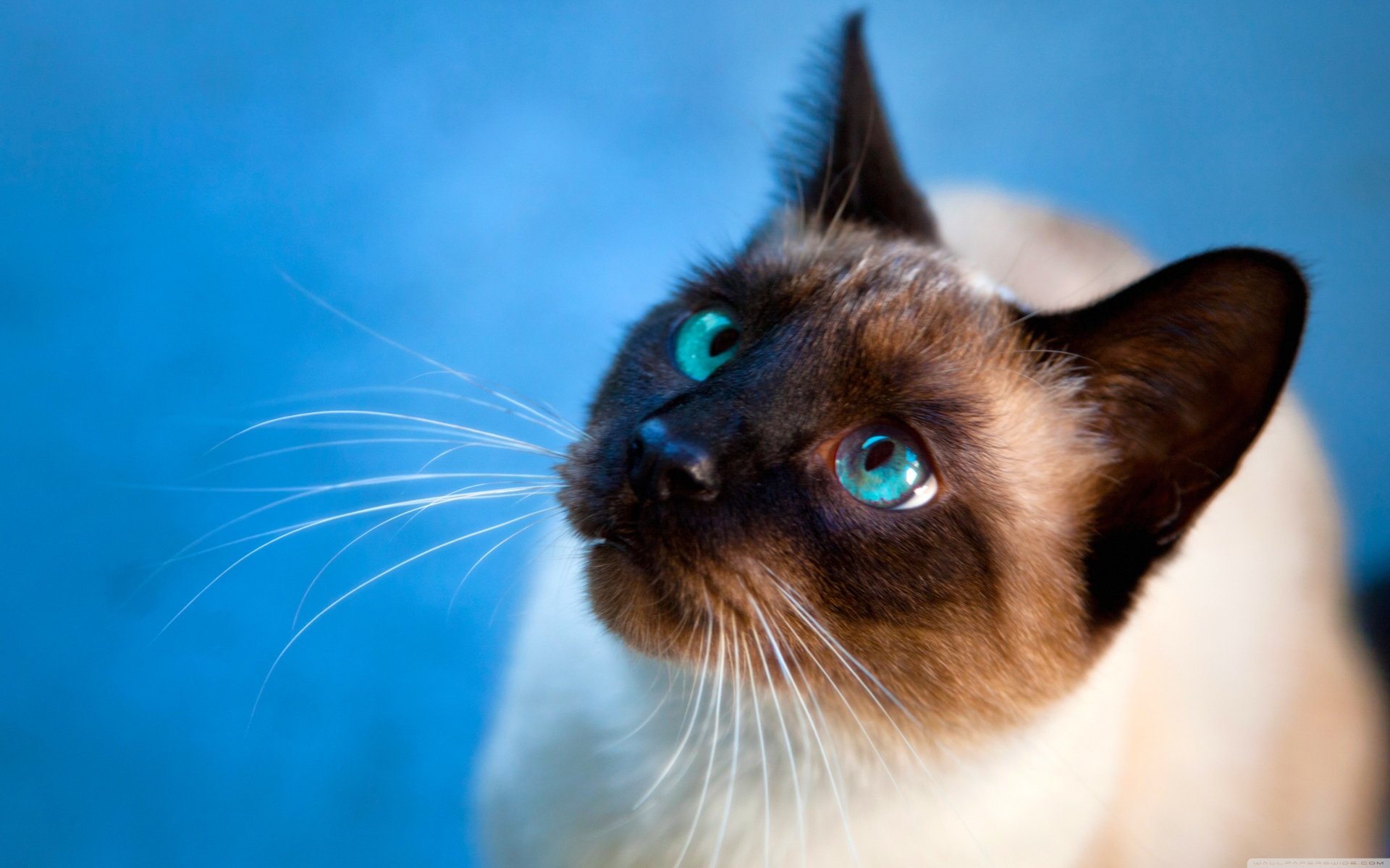 Animal siamese cat Image