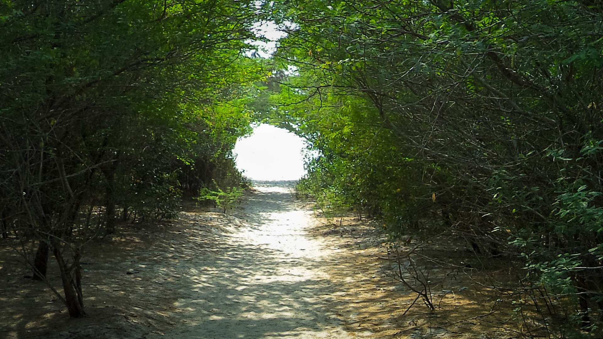 A sandy path winds through dense jungle foliage, with sunlight brightening the nature-filled tunnel ahead.
