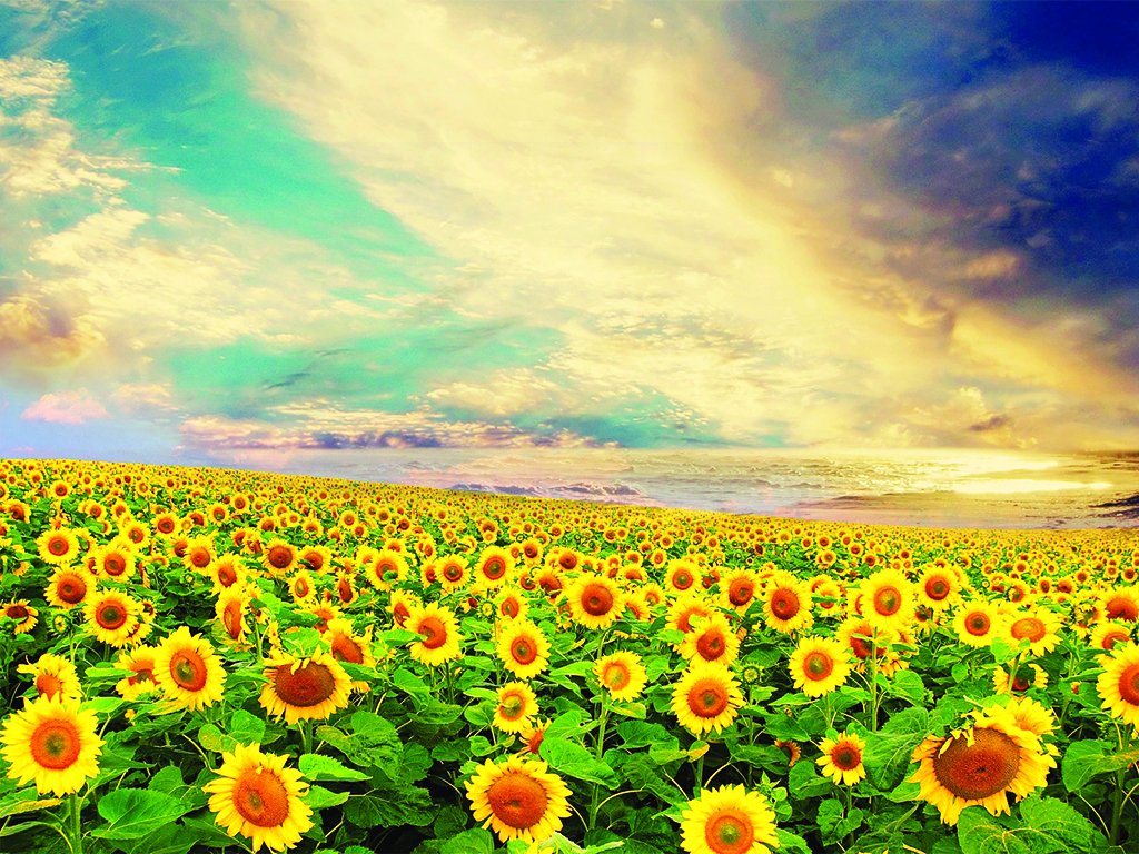 Bright and Sunny Sunflower Field - Image Abyss