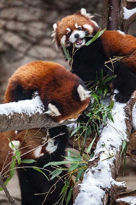  red panda from the Chicago Zoo