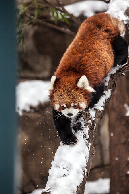  red panda from the Chicago Zoo