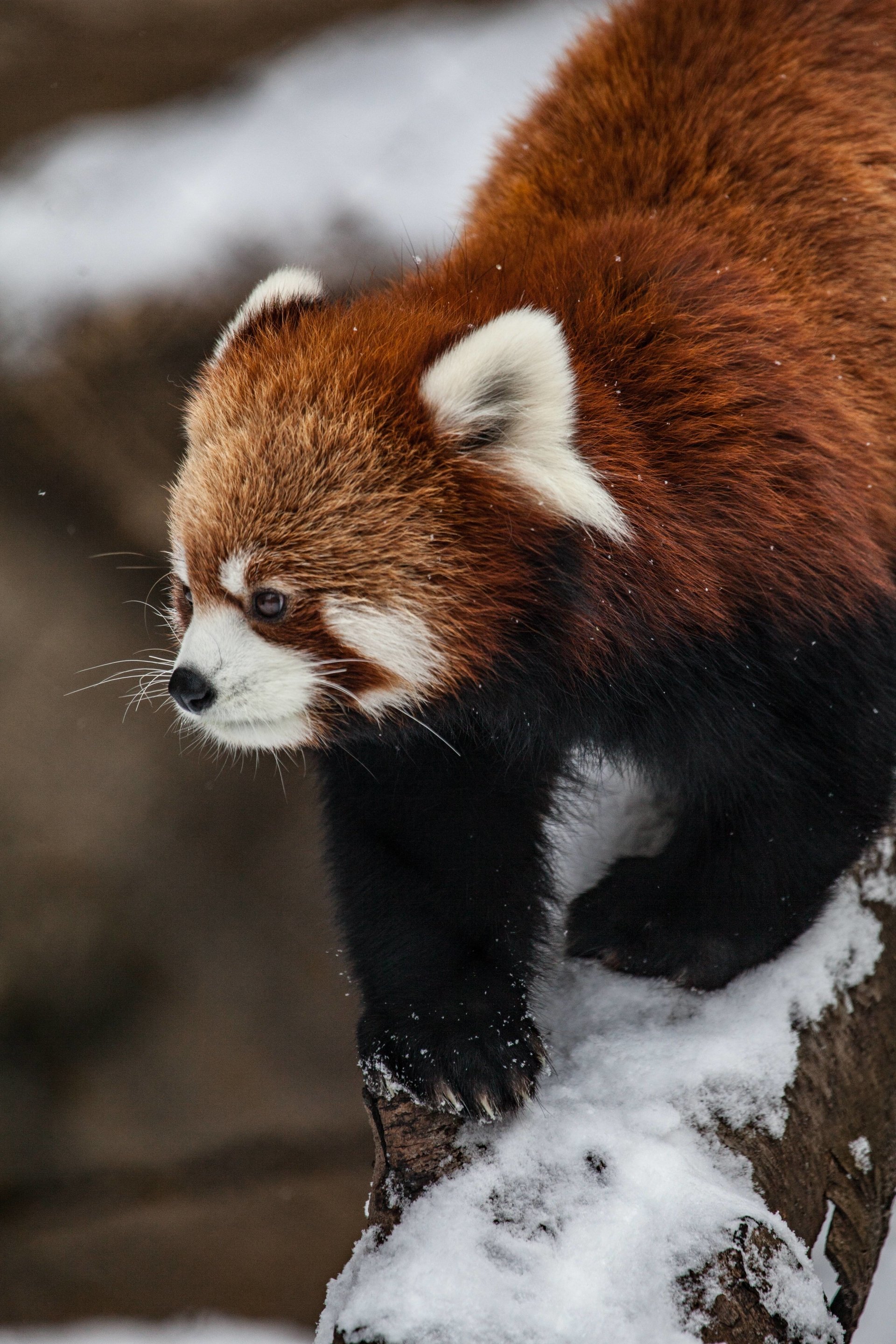 Red Panda Chicago Zoo Image Abyss