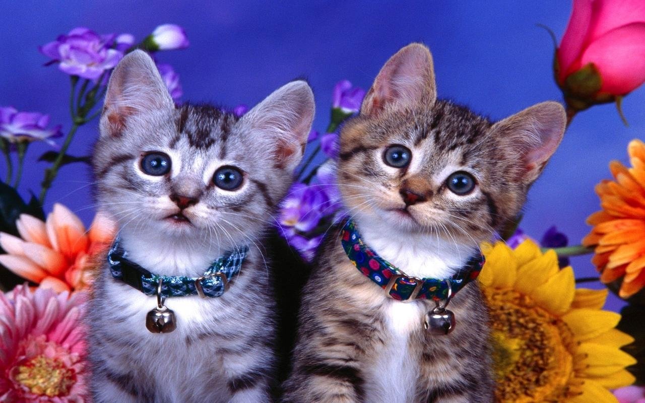 Two cute cats with striped fur and blue collars sit side by side, surrounded by vibrant flowers, creating an adorable and colorful scene.