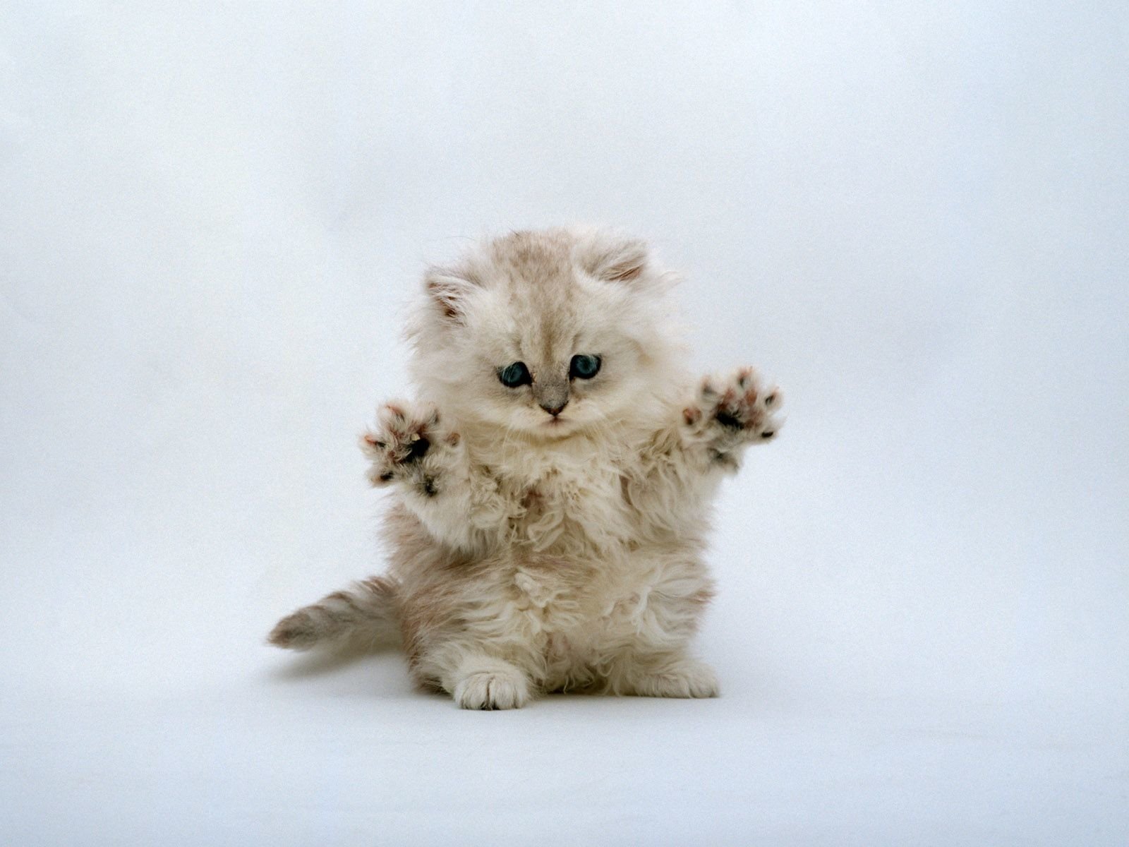 Fluffy animal cat with light fur sitting upright and raising its front paws against a plain white background.