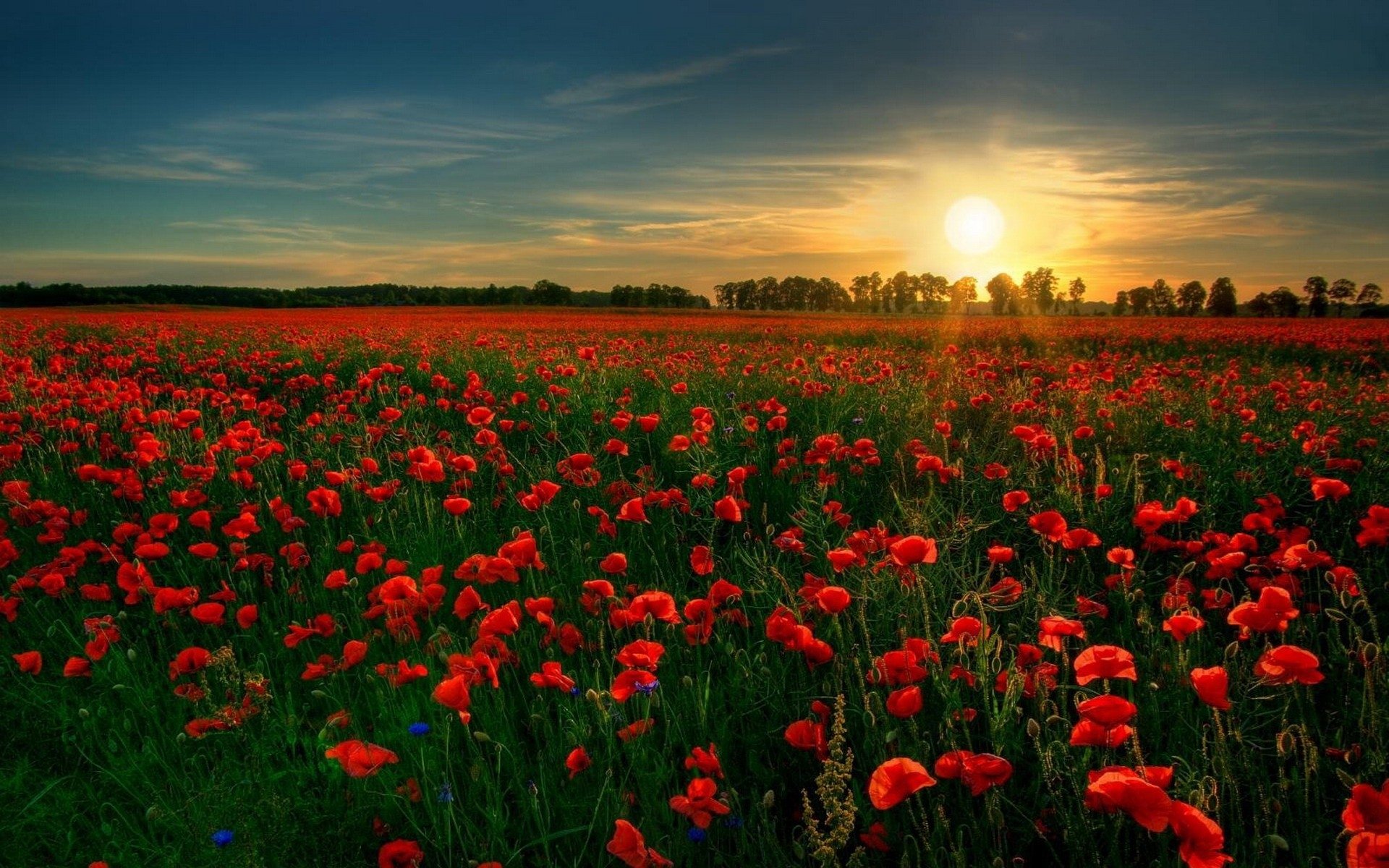 Sunrise over Red Poppy Field - Image Abyss