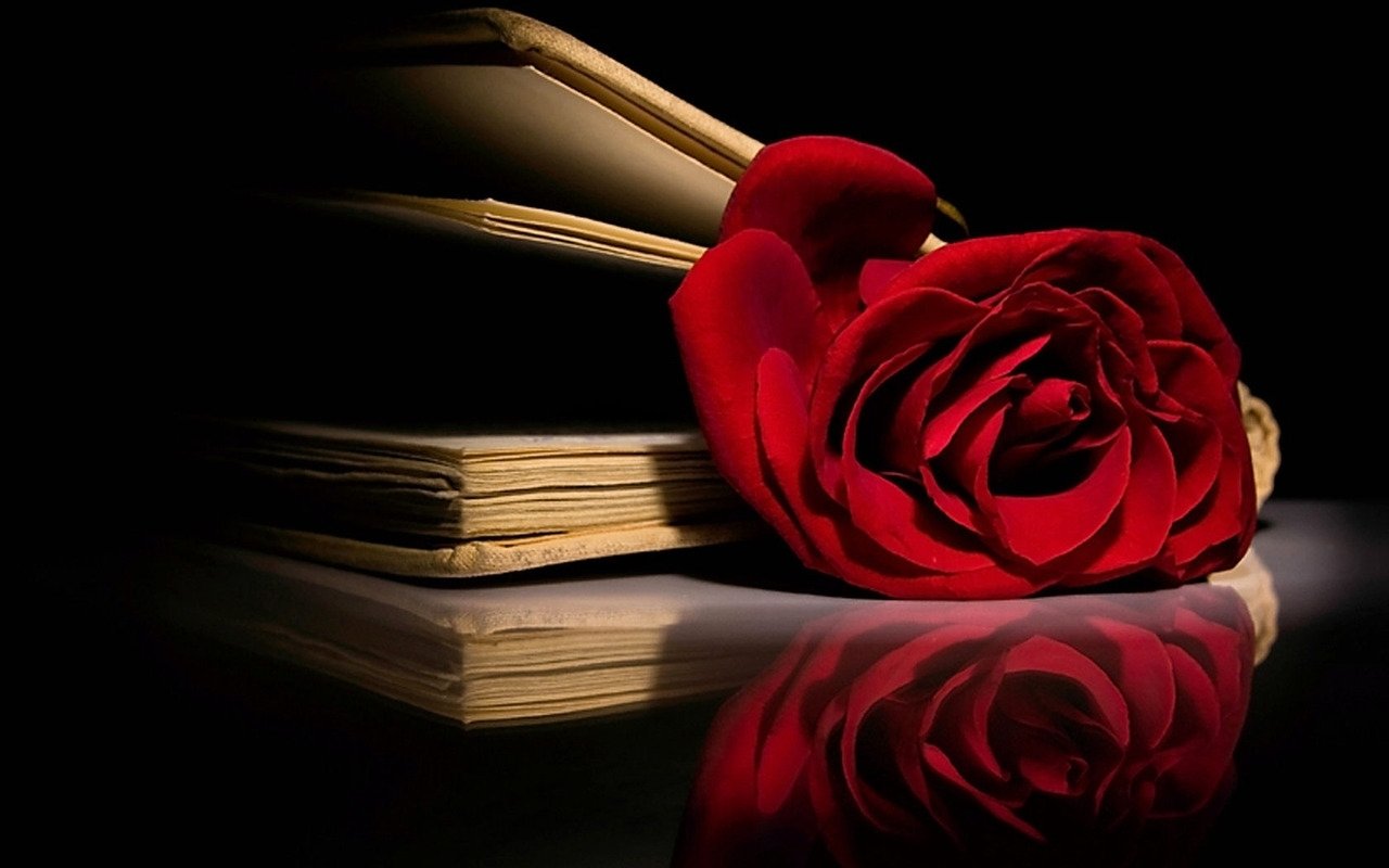 red-rose-in-book-image-id-288644-image-abyss