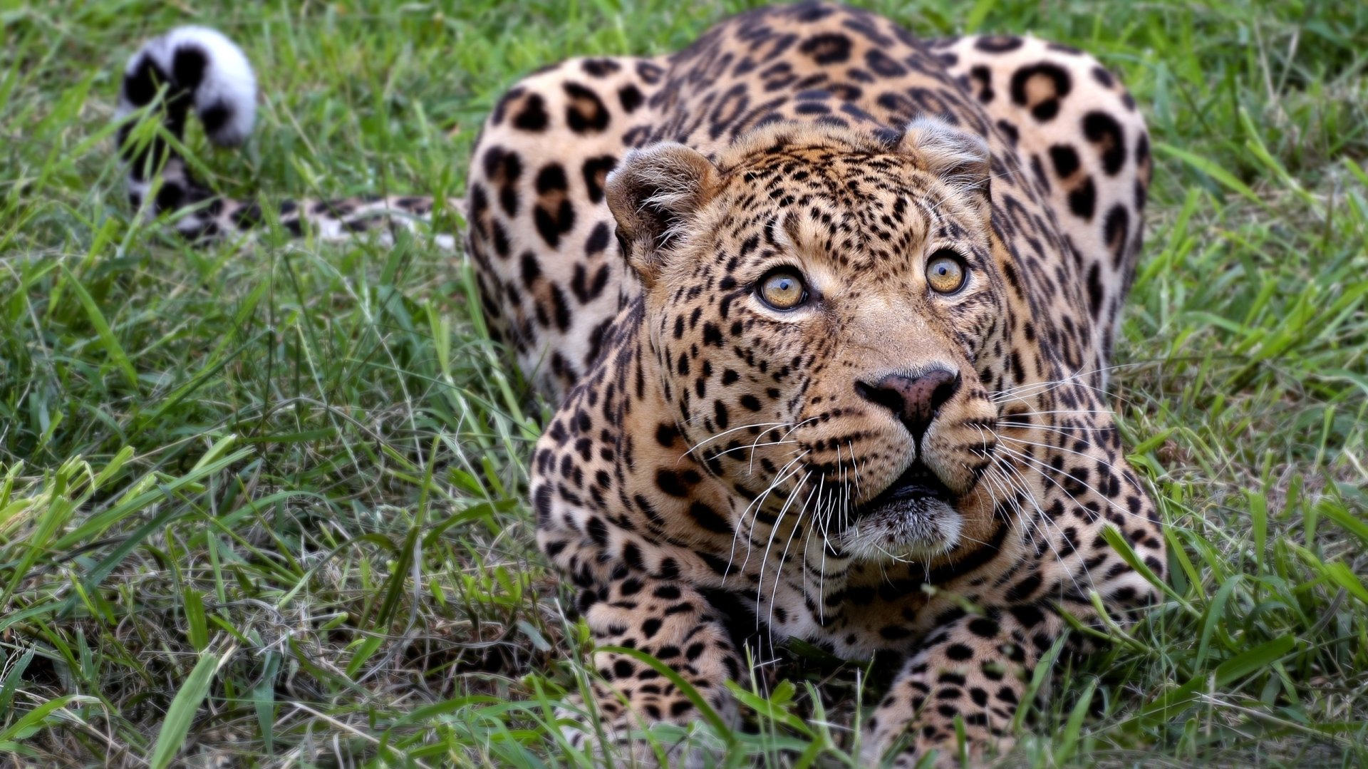 Download Animal Leopard Image