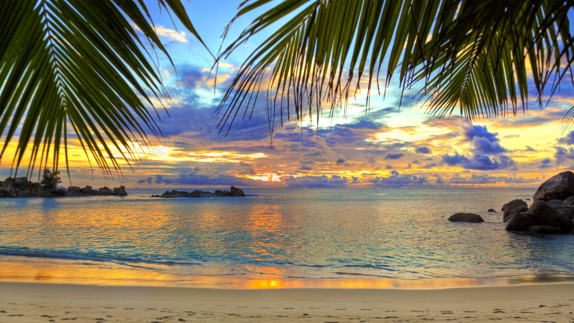 Download Palm Tree Horizon Ocean Tropical Beach Sky Nature Sunset Image