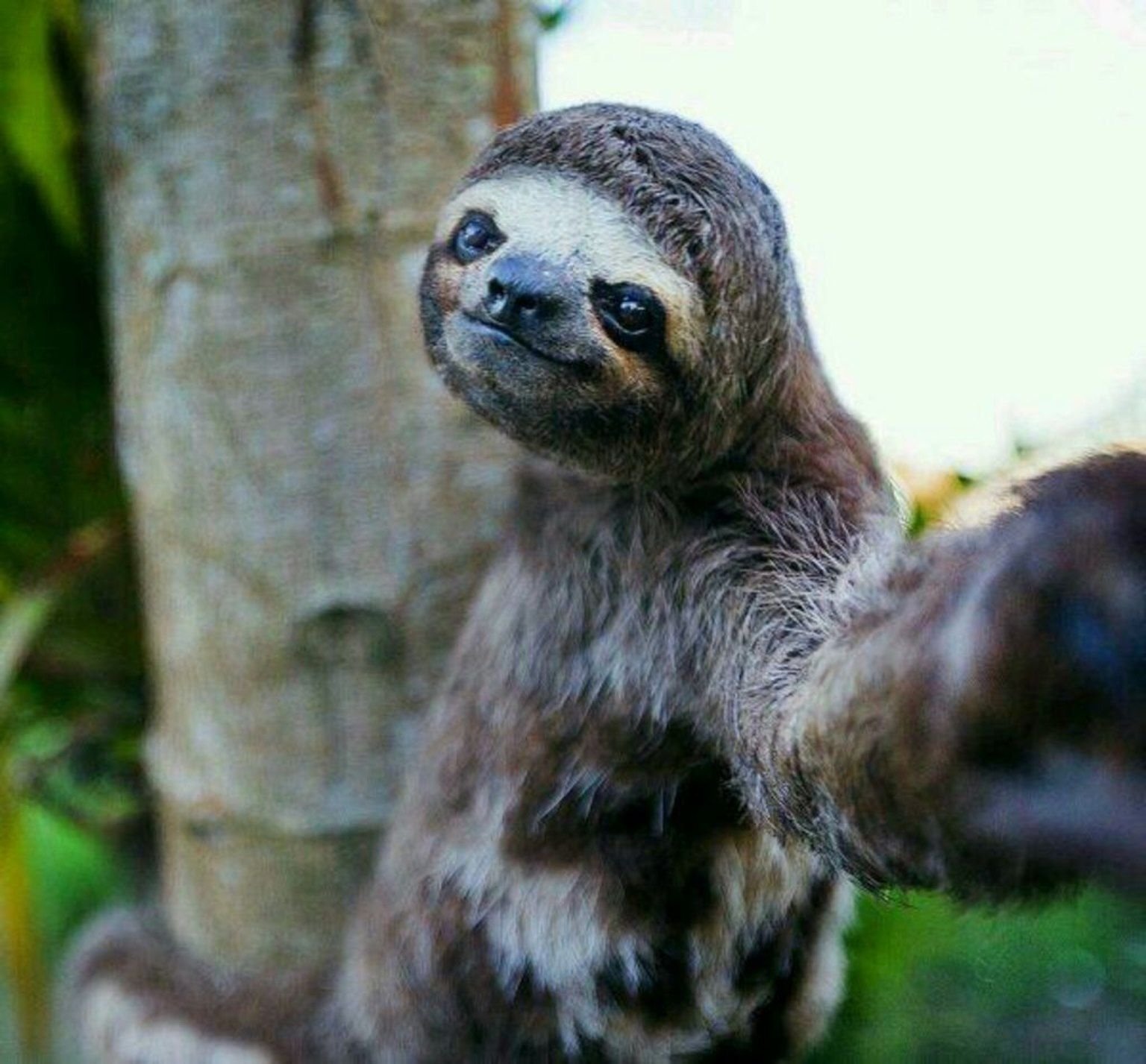  animals taking selfies
