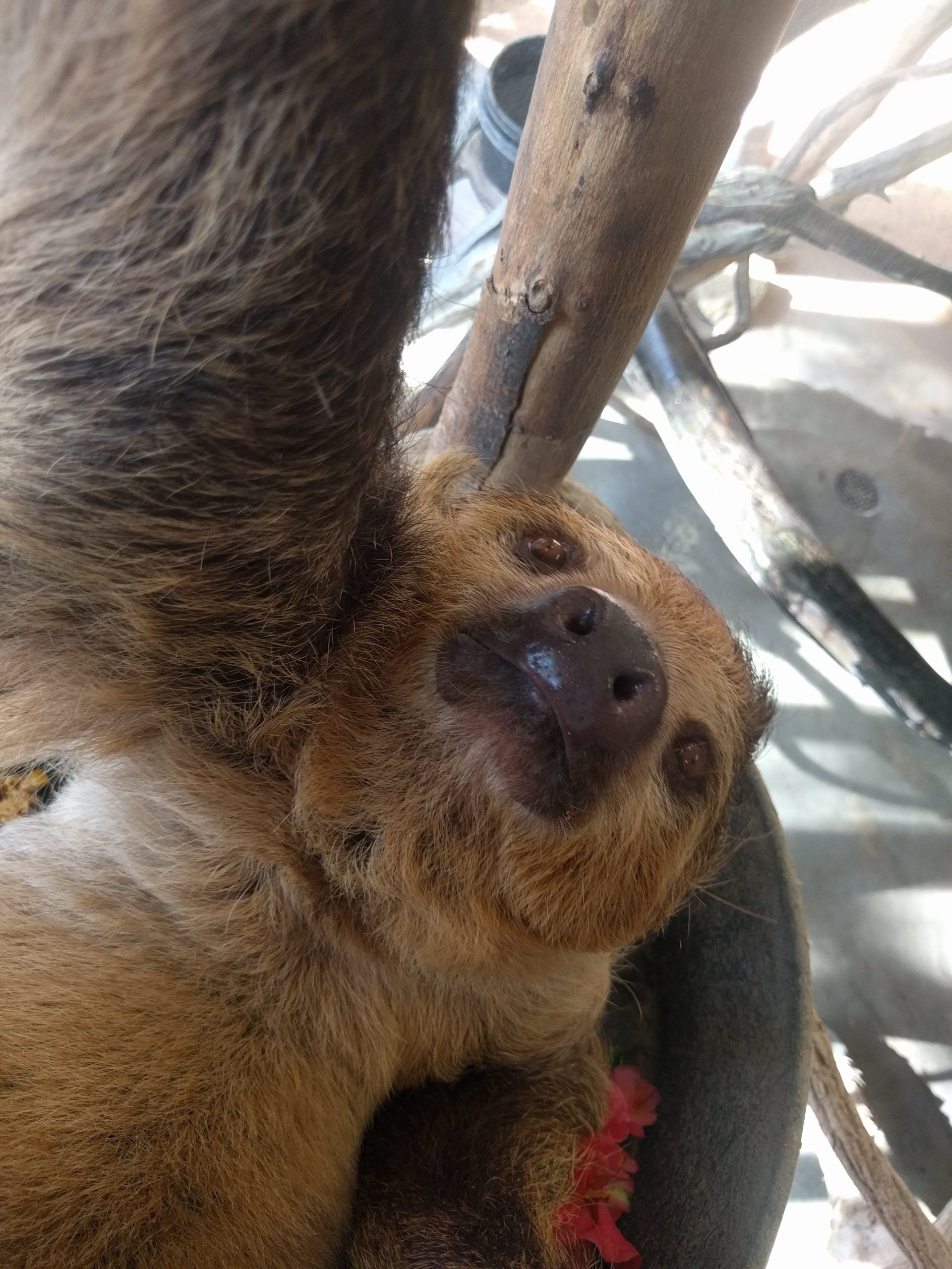  sloth taking selfies