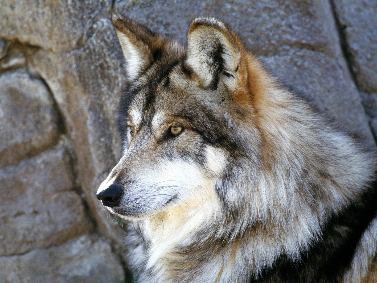  Beautiful Wolf