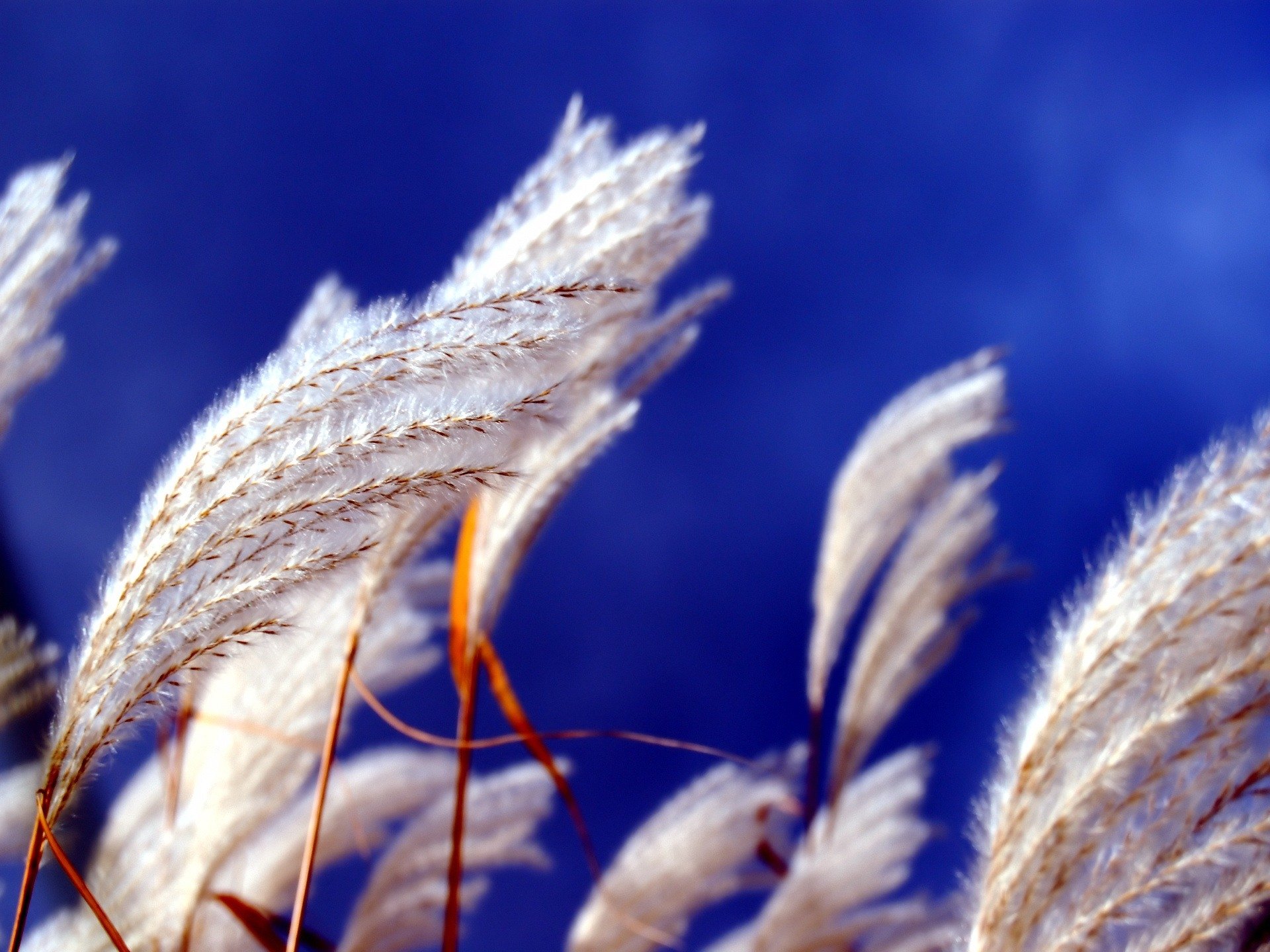 pastel nature close-up Image