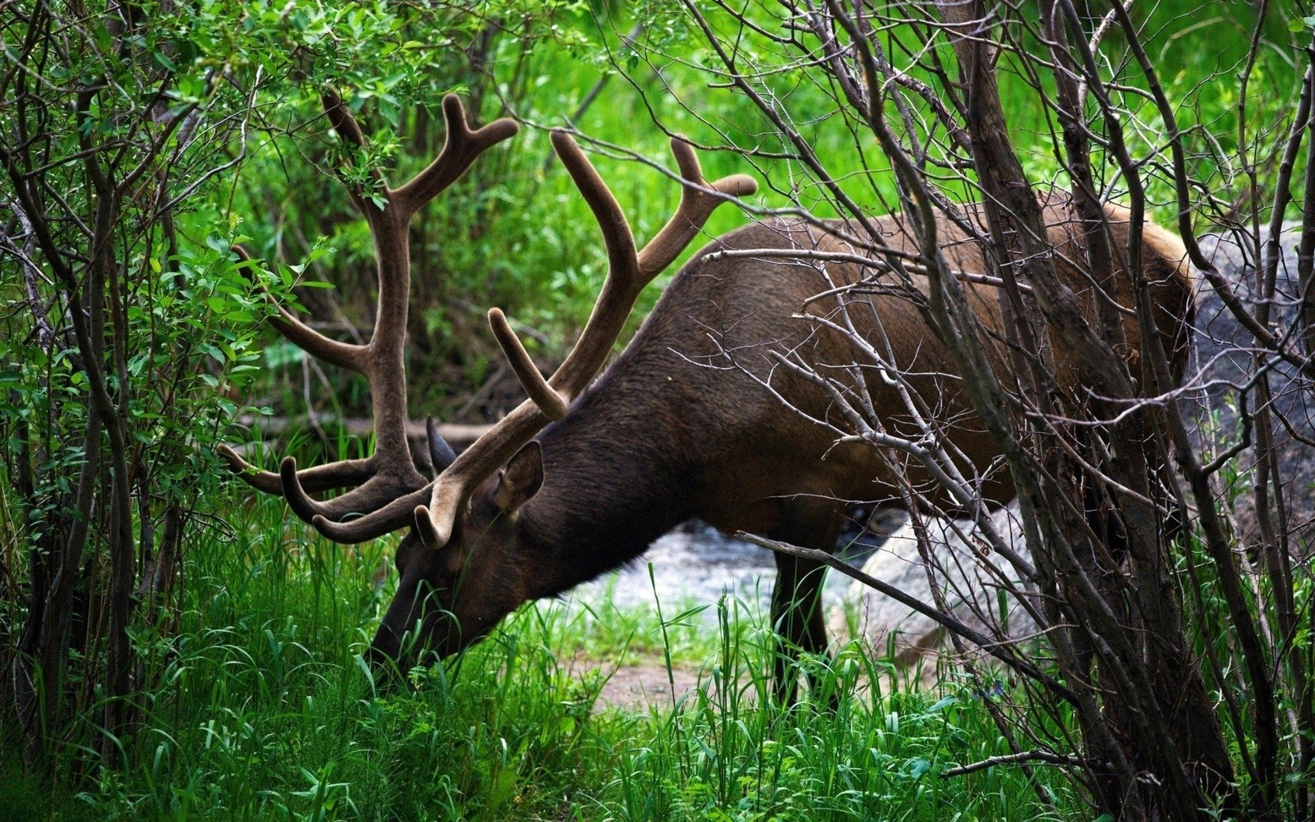 deer Animal reindeer Image