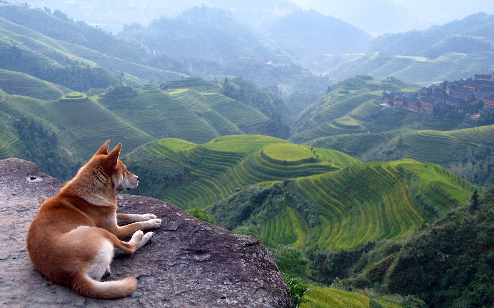 A serene landscape of rolling green hills with a dog peacefully resting on a rock, gazing at the scenic beauty of the mountains and terraced fields in the background.