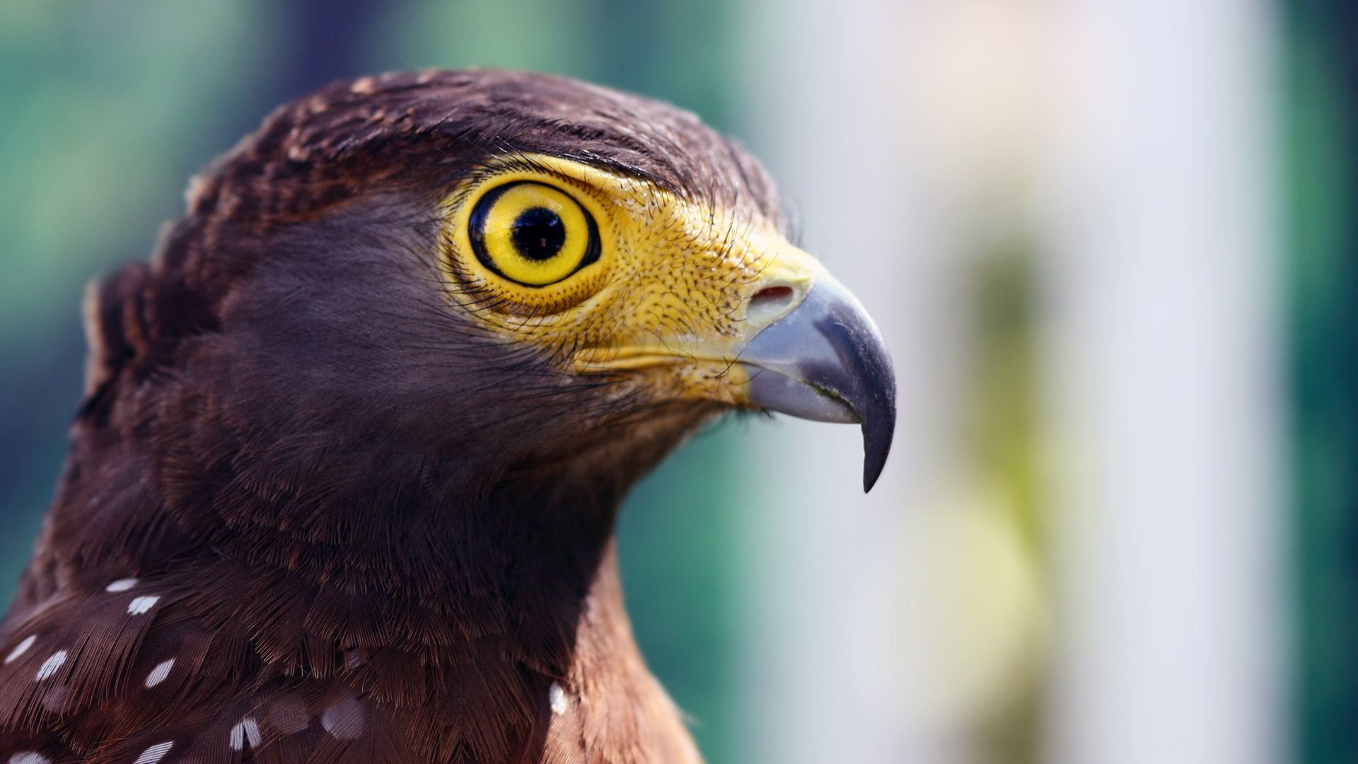 Eagle Image - ID: 288938 - Image Abyss