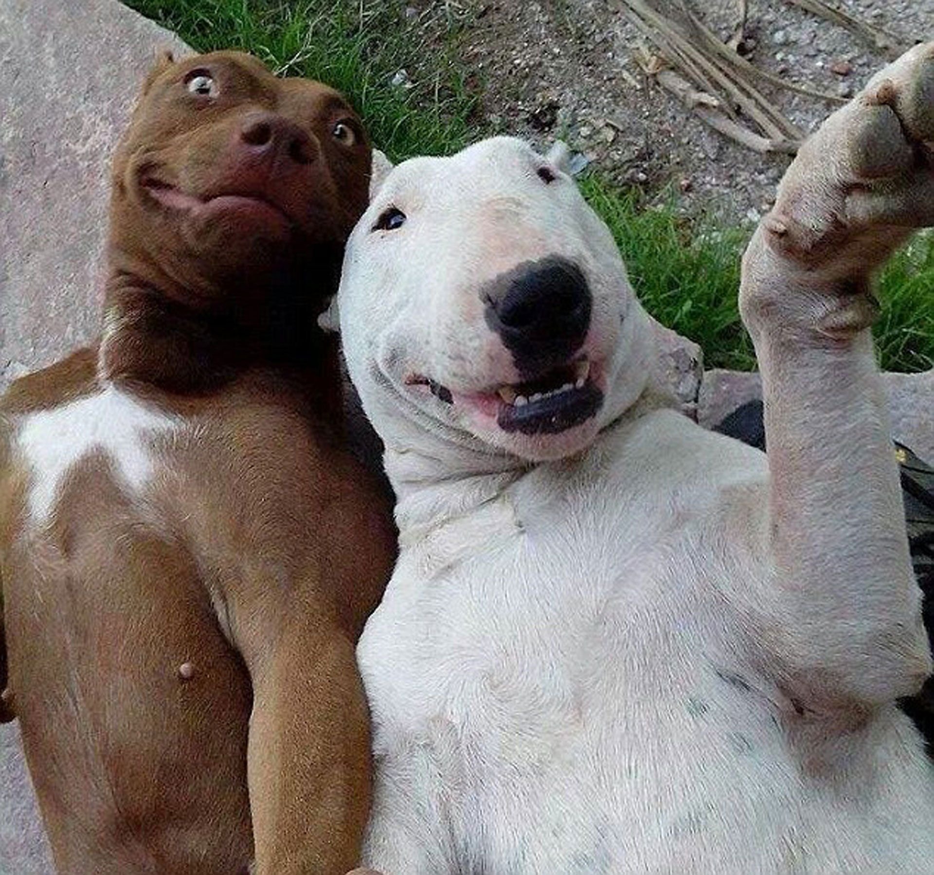 dogs taking selfies - Image Abyss