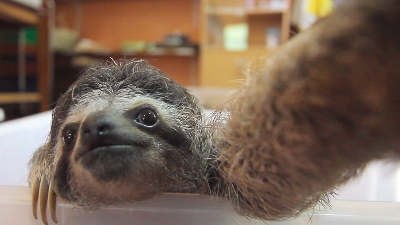  sloth taking selfies